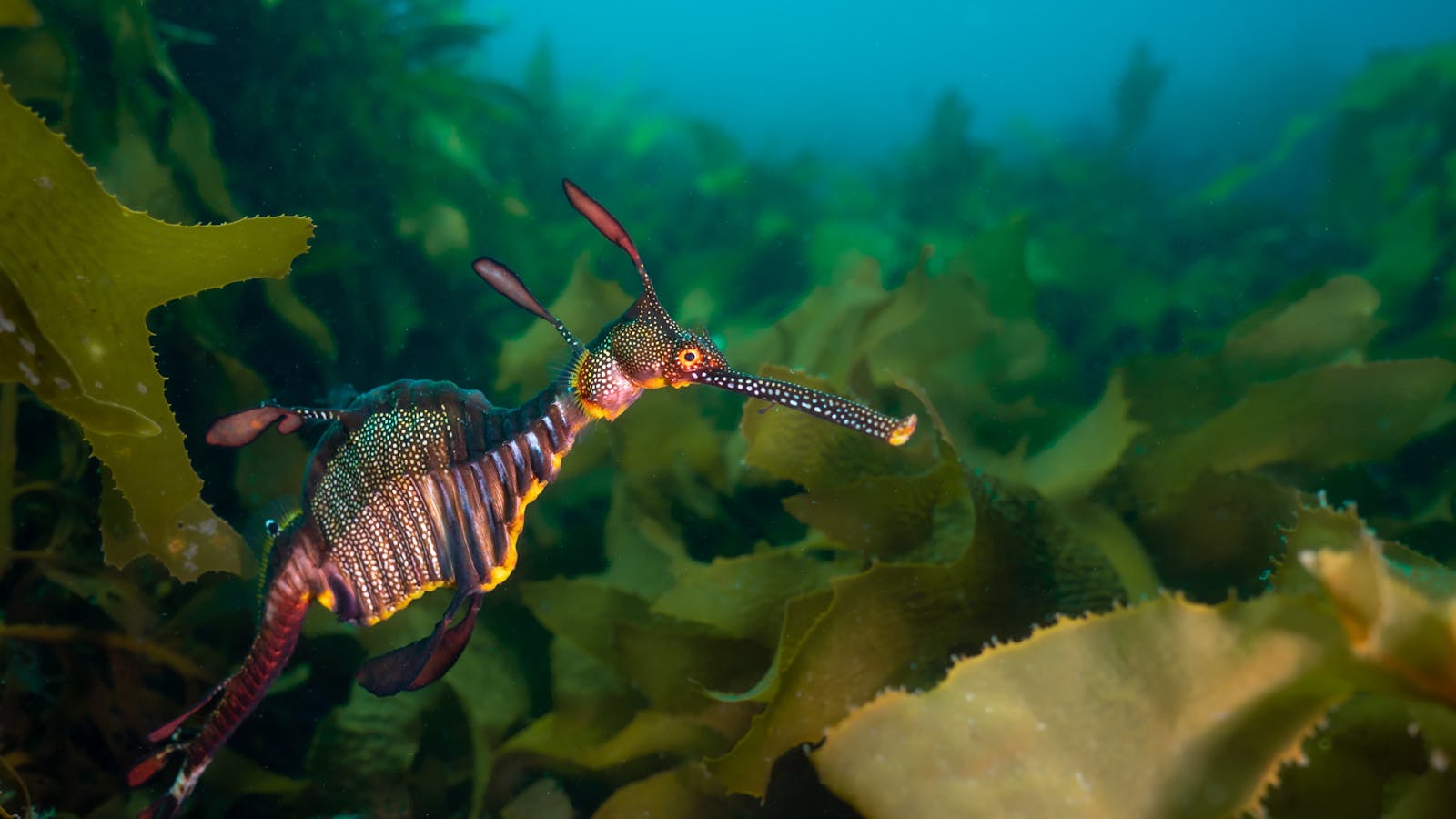 Weedy Sea Dragon