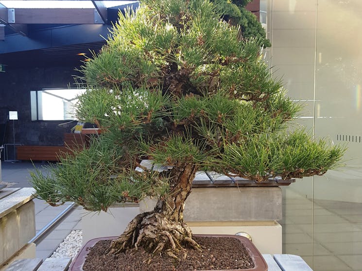 Japanese Black Pine