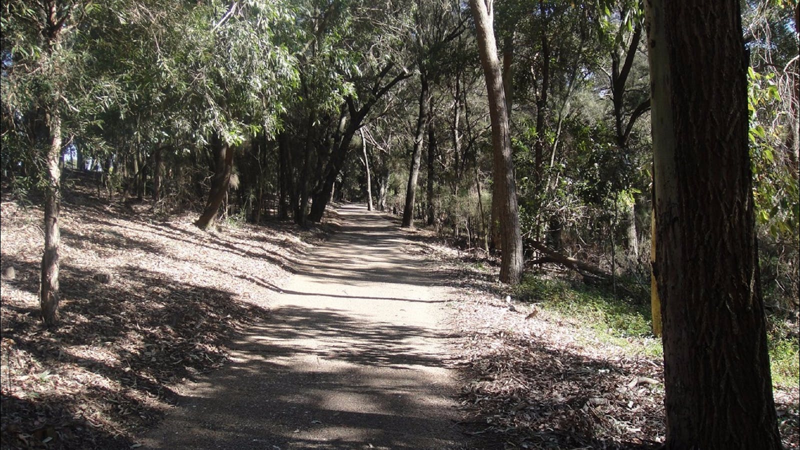Wynnum North Mangrove Circuit