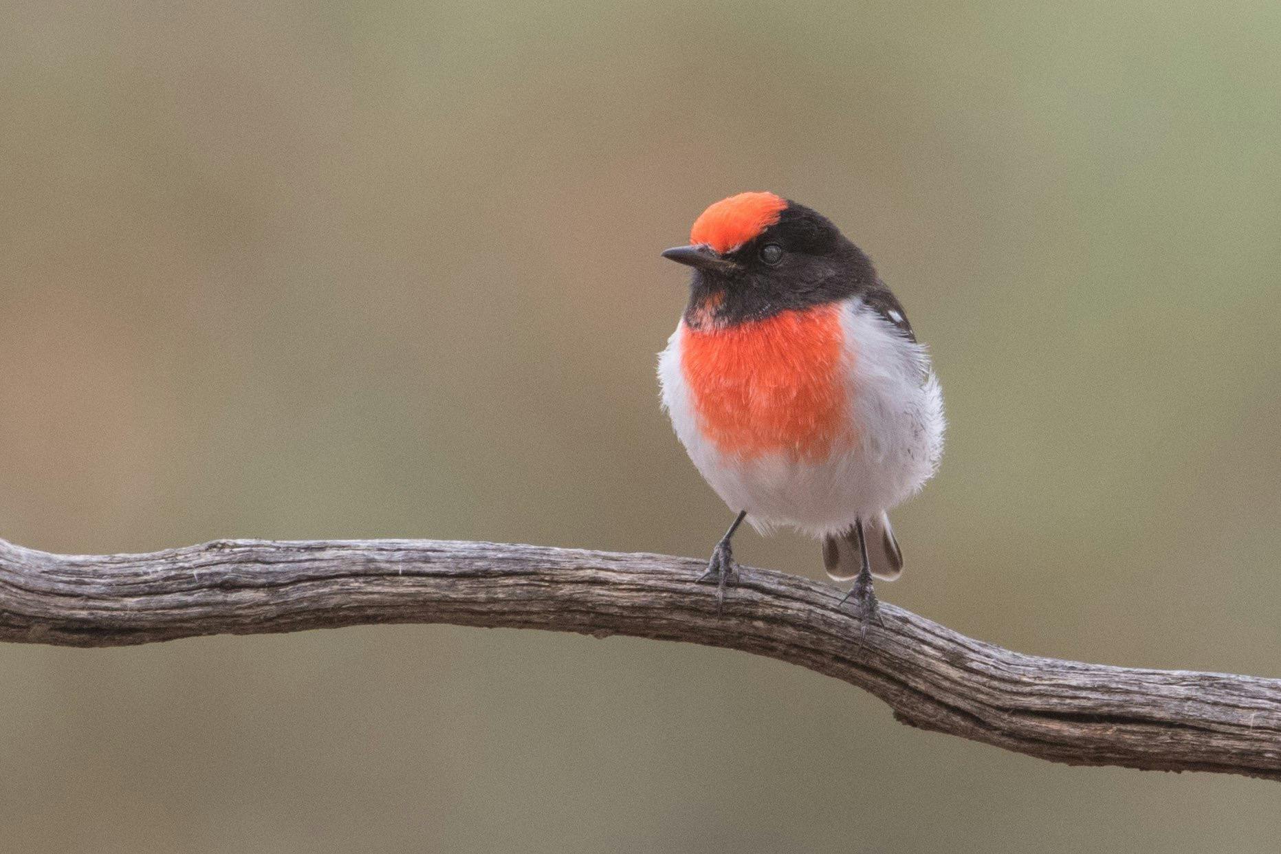 Red-capped robin