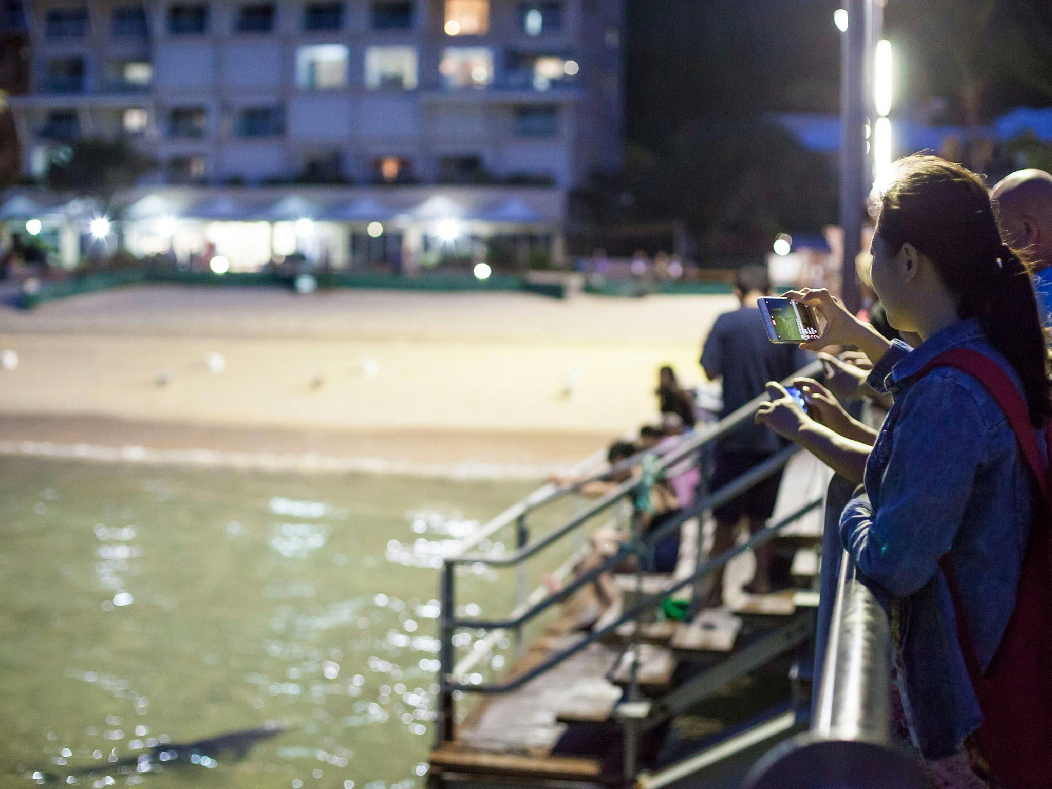 Dolphin viewing
