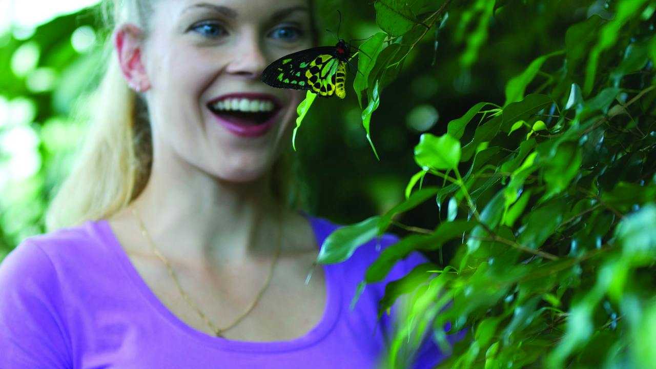 Coffs Harbour Butterfly House