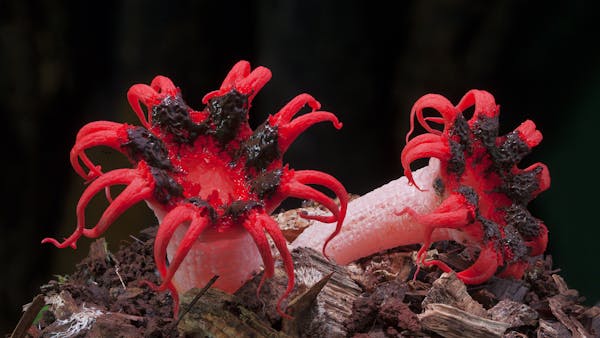 Fungi Feastival - Bermagui