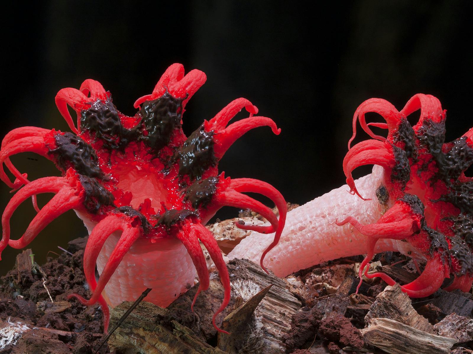 Image for Fungi Feastival - Bermagui