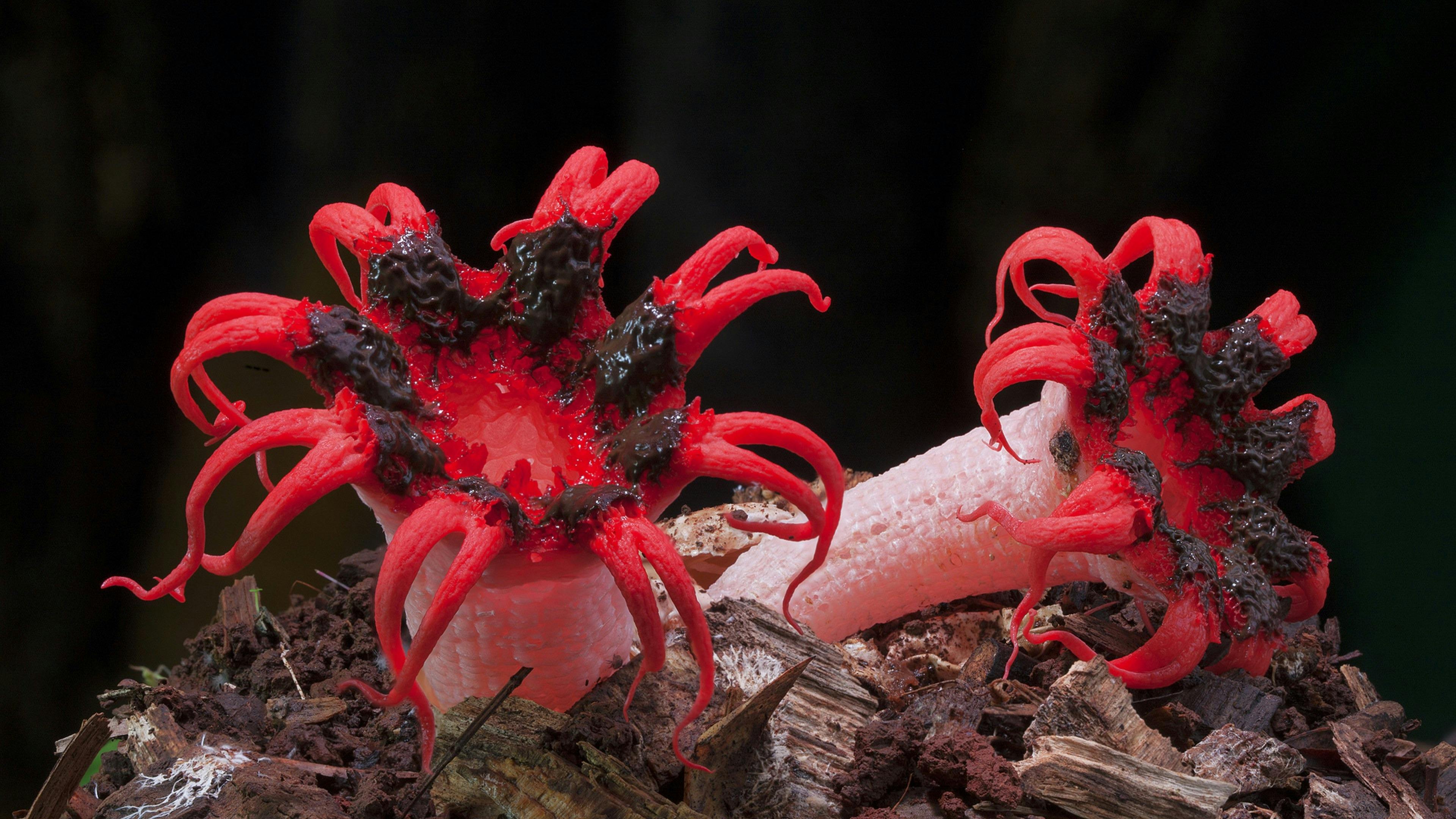 Red fungi