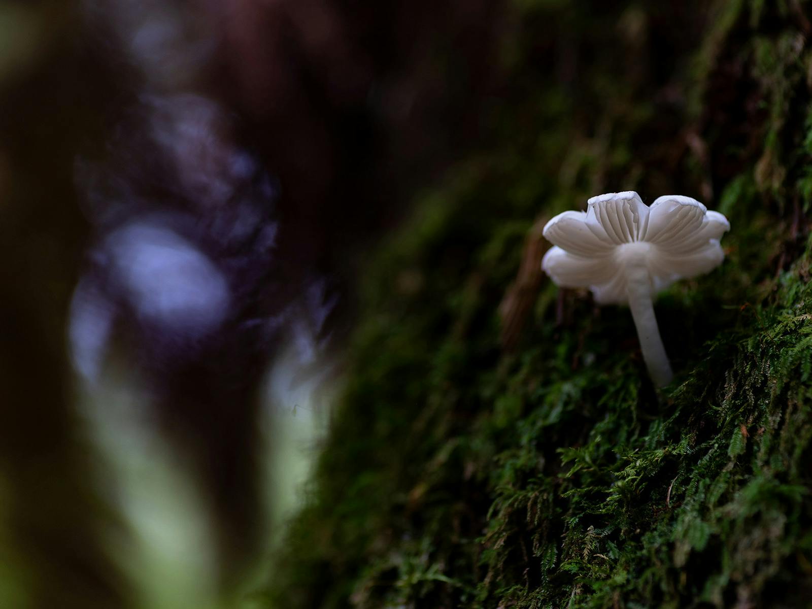 Fantastic fungi is a highlight of Mt Field & Styx Valley photography tour, particularly in autumn