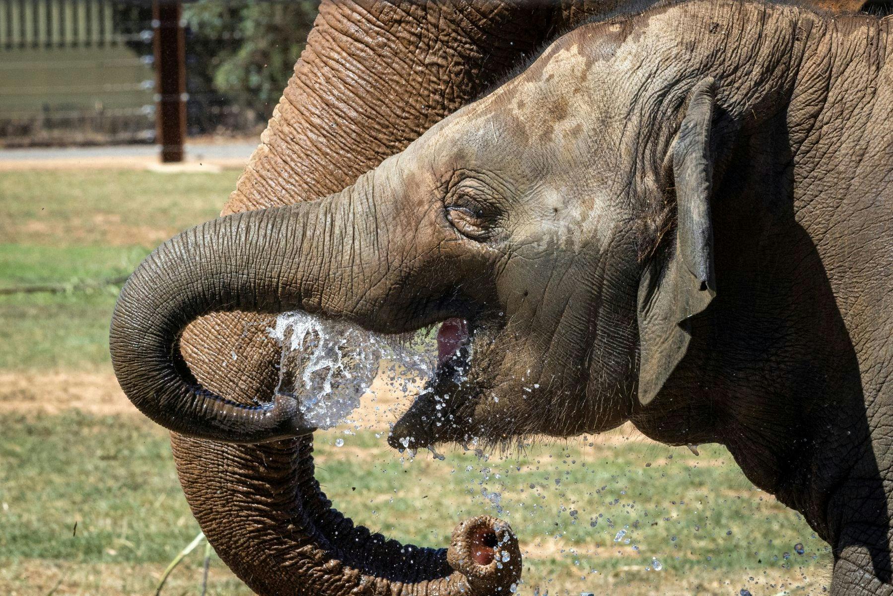 An elephant drinking water