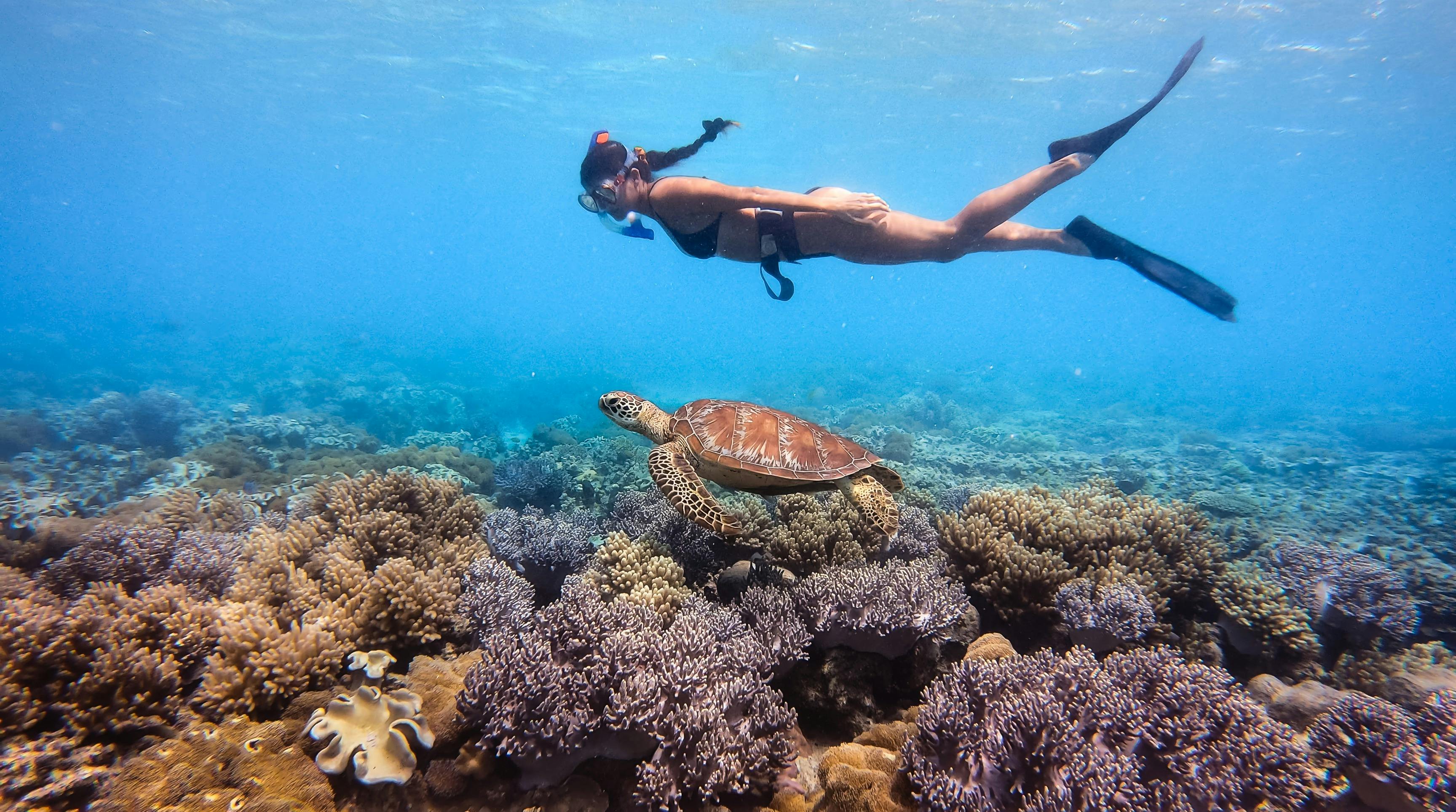 Single snorkeller swimming underwater with a turtle just below on the coral reef