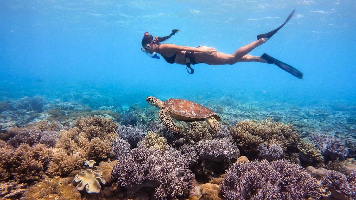 Single snorkeller swimming underwater with a turtle just below on the coral reef