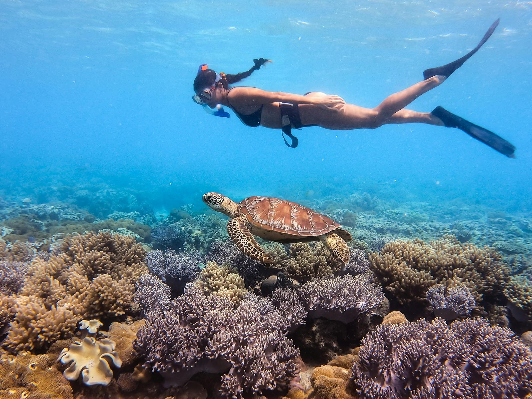 Single snorkeller swimming underwater with a turtle just below on the coral reef