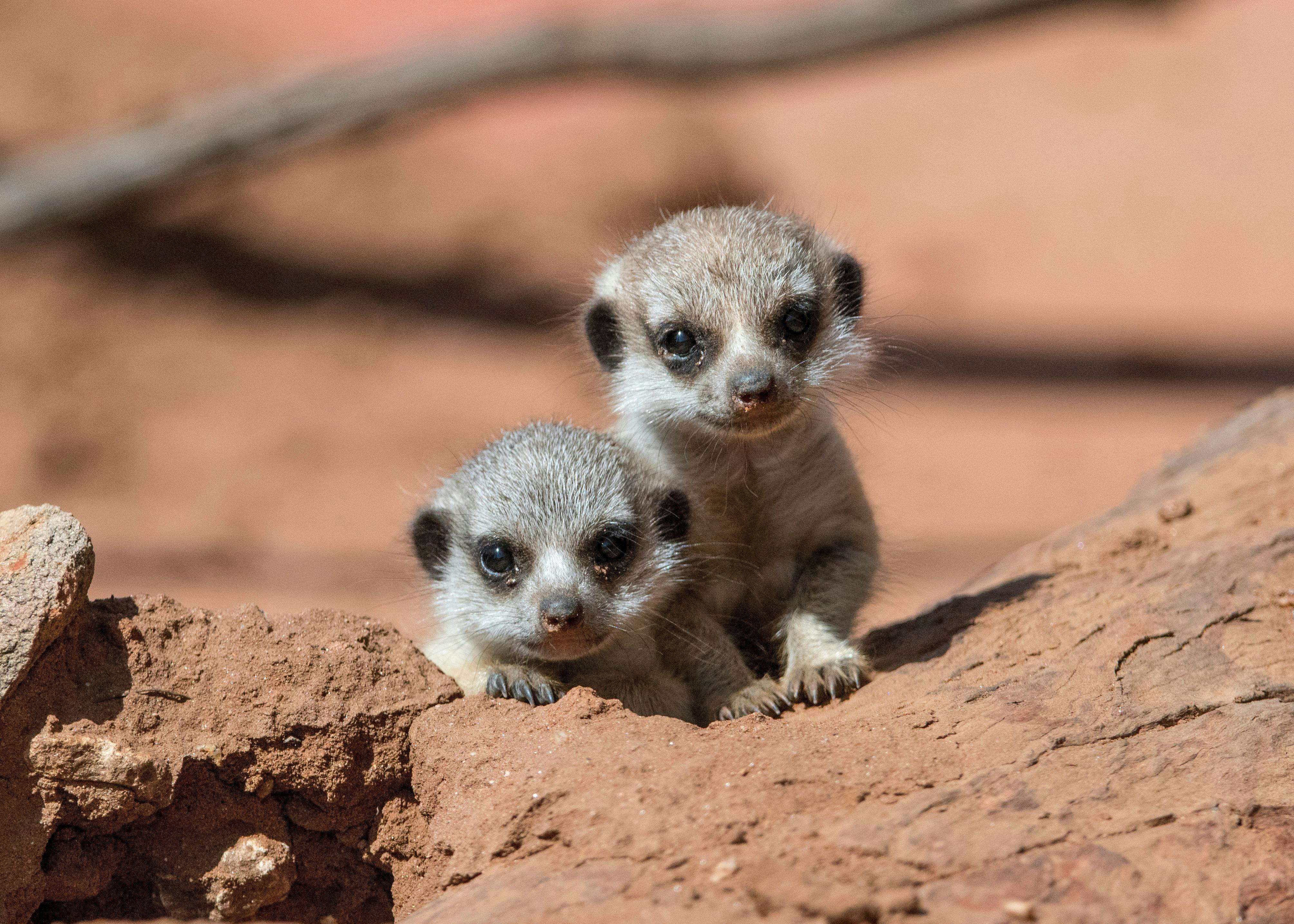 Meerkats