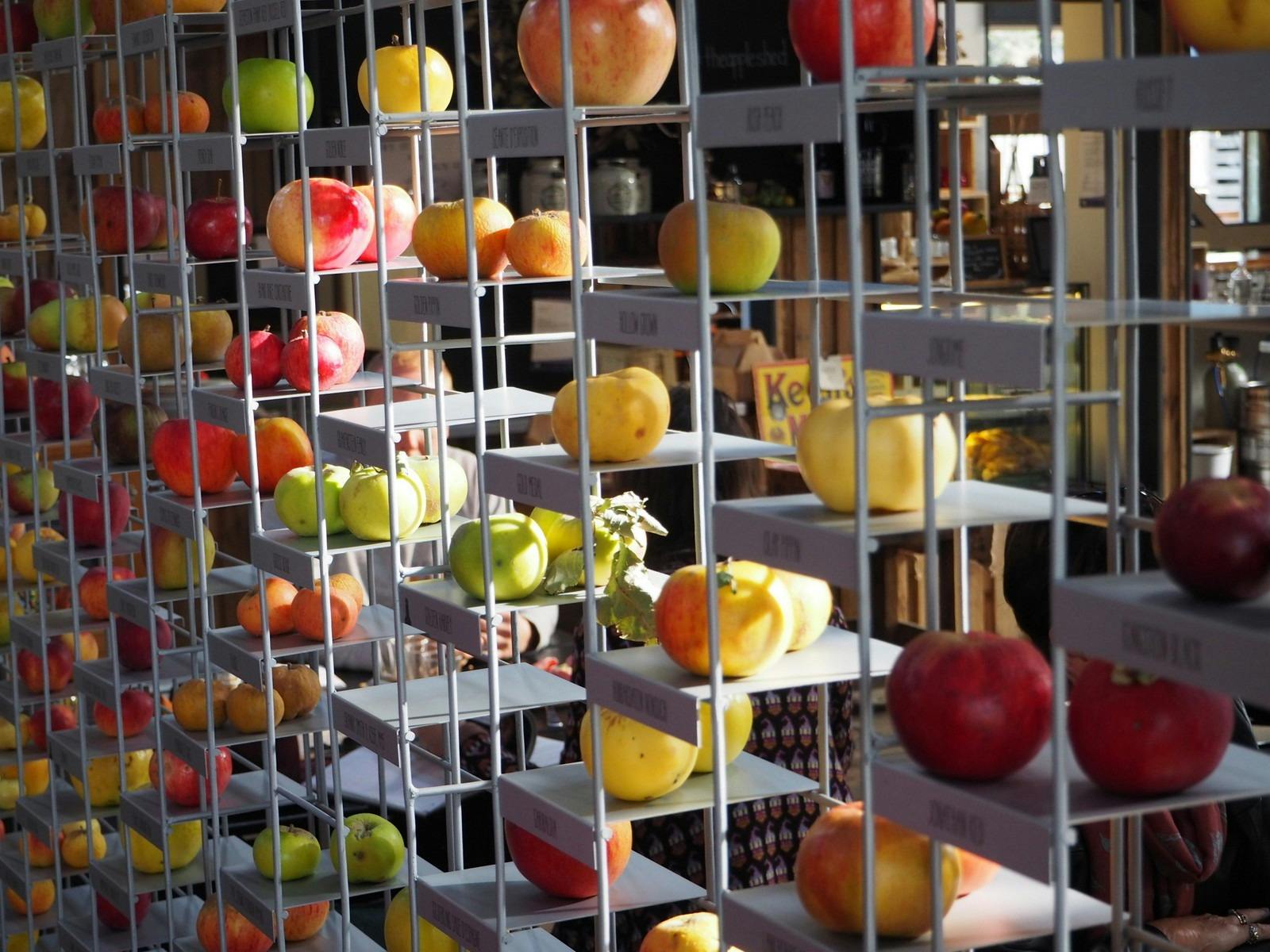 Apple varieties on display at the Willie Smiths Apple Museum, visited by Adventure Trails Tasmania