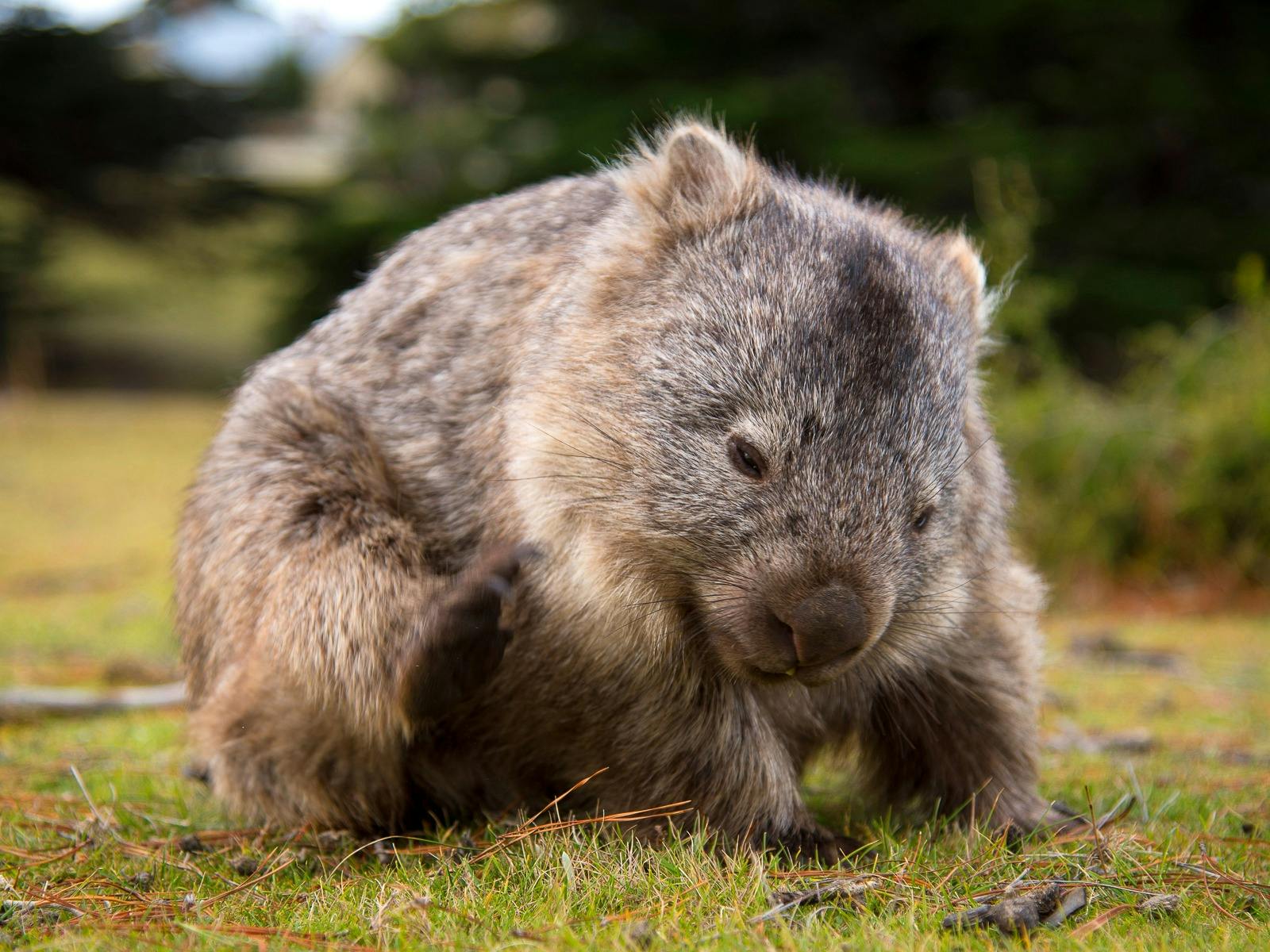 Holiday where the wild things wander image