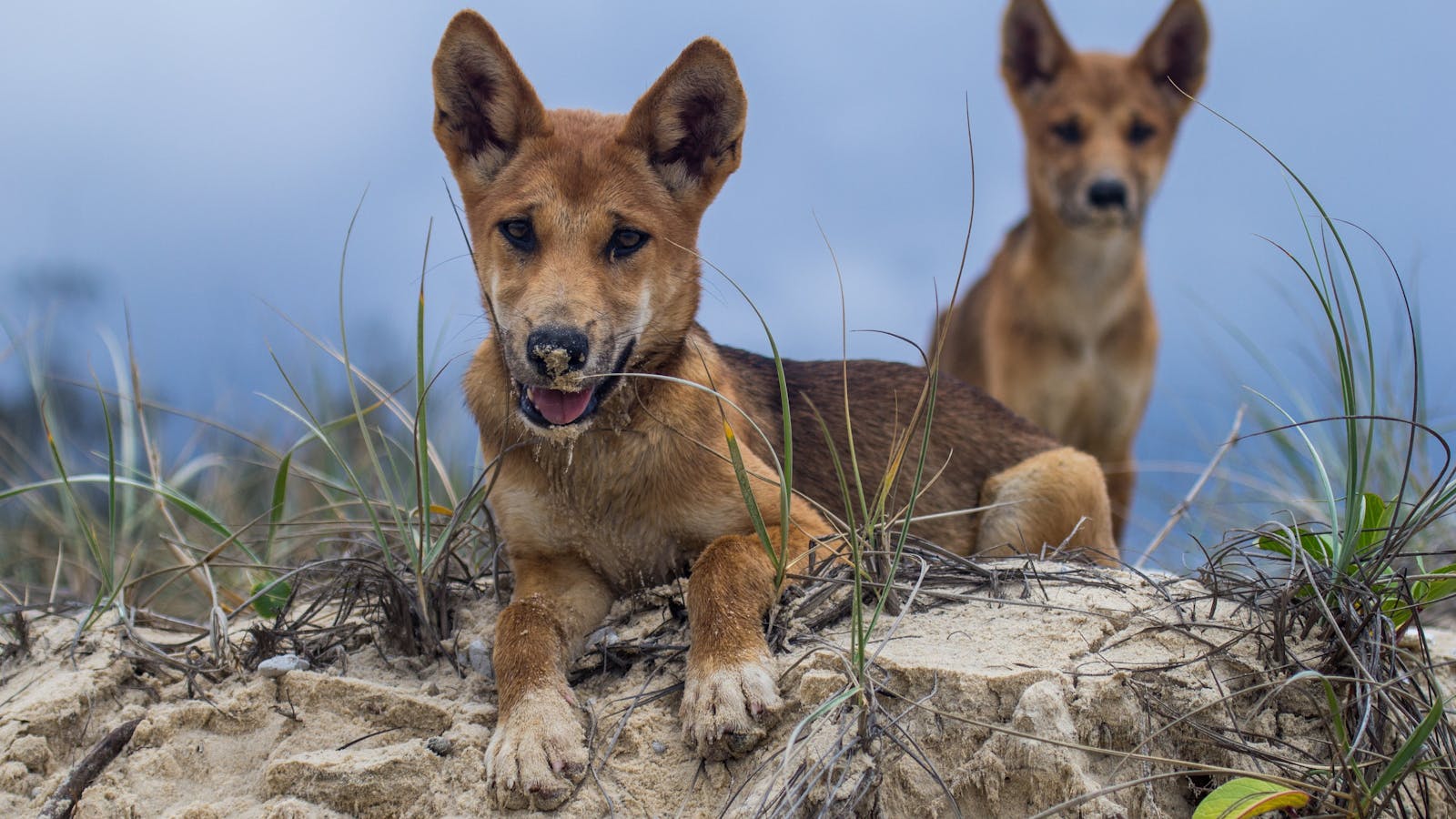 Dingo puppies on a sand dune
