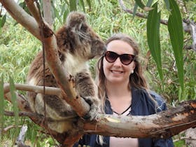 Koala on Wildlife tours South Australia