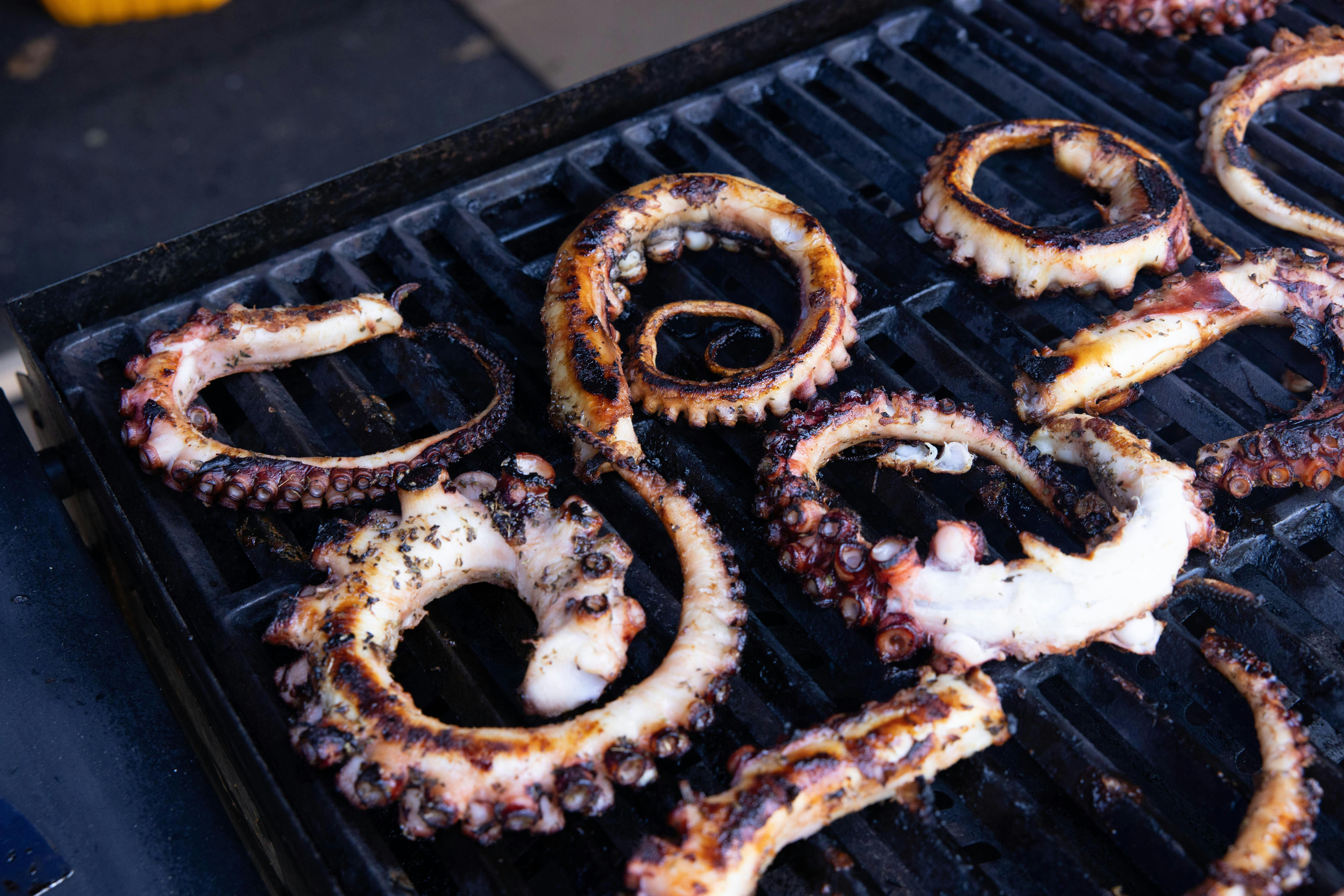 Octopus