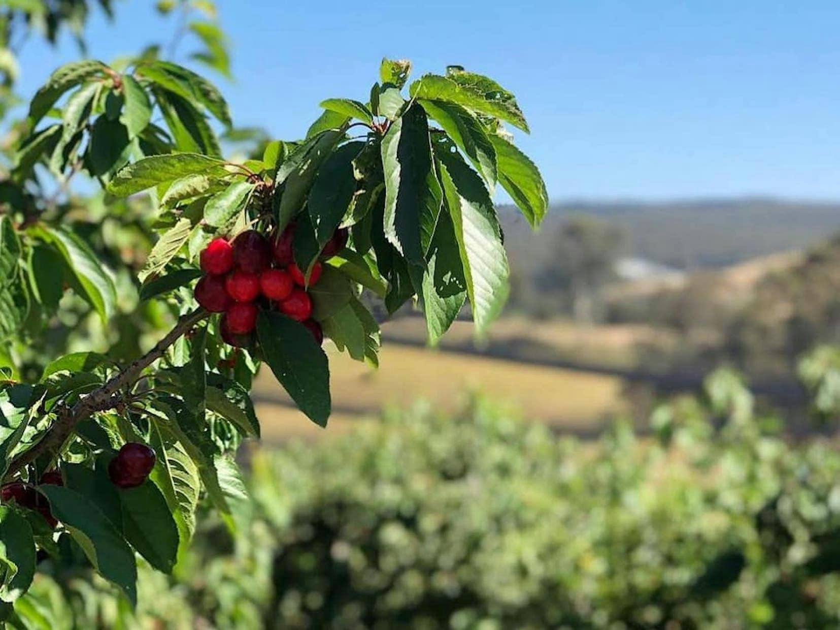 Cherries at Verdun