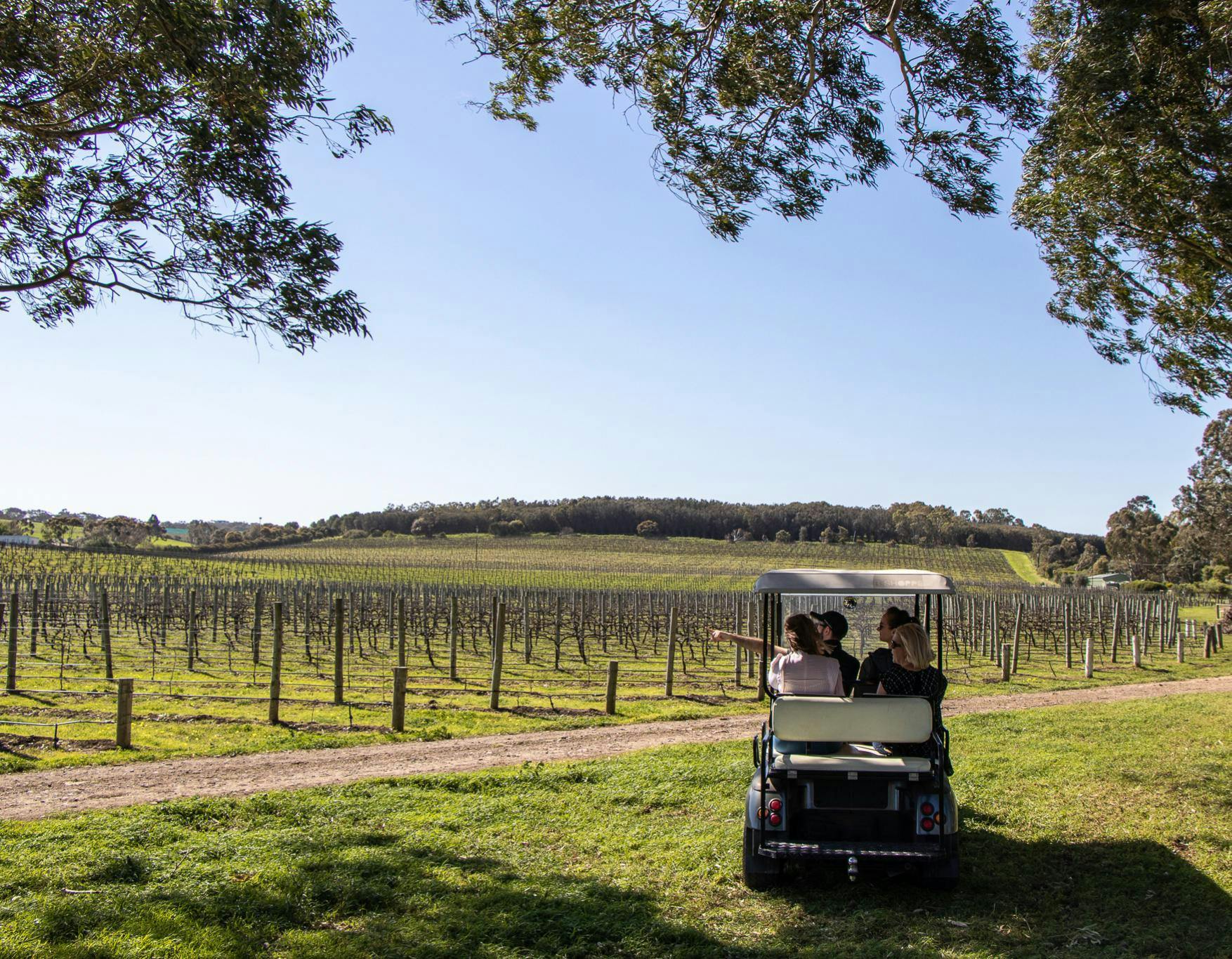 Maxwell Wines - Vineyard Tour