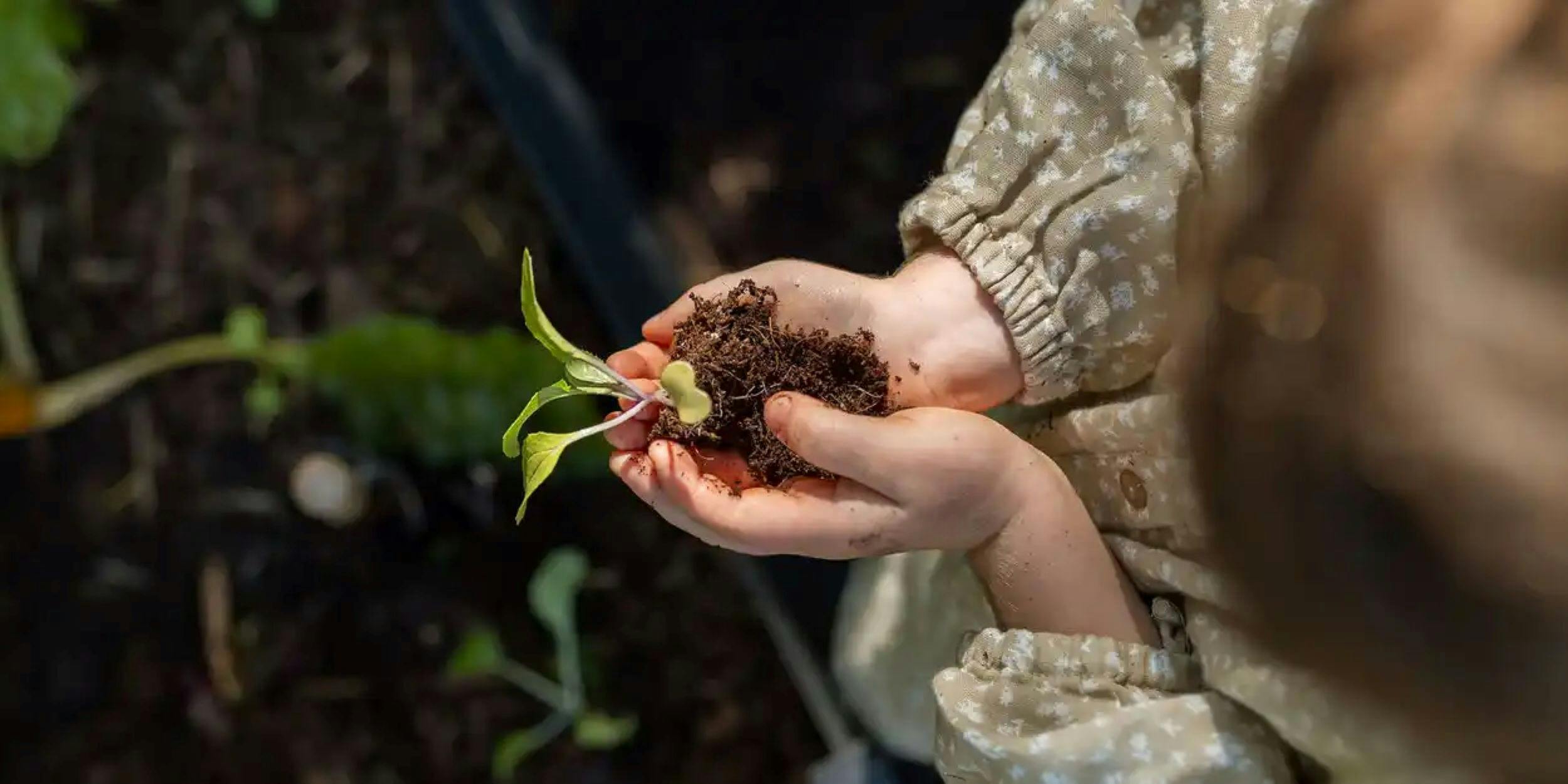 Permaculture in Action at Purple Pear Farm