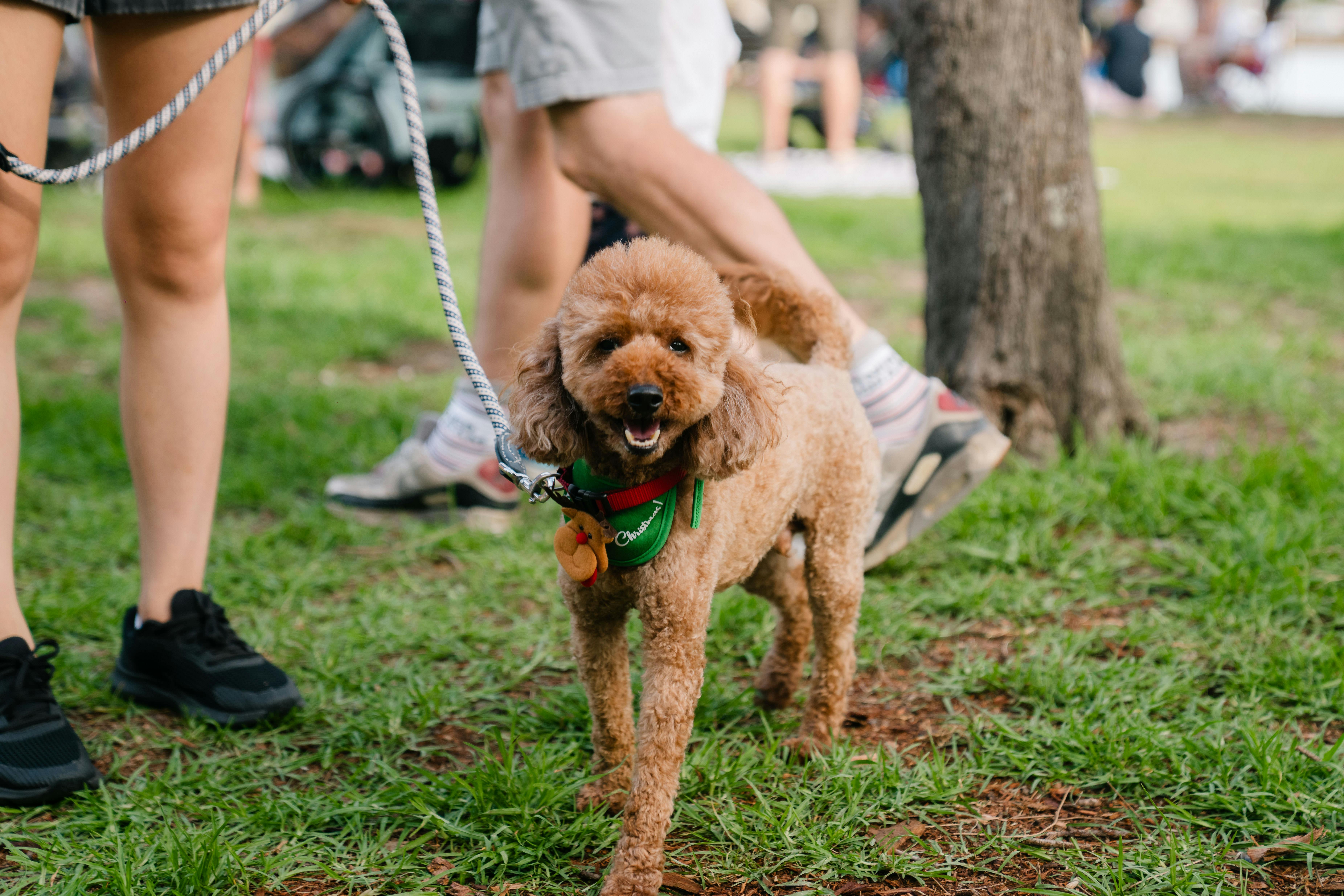 A cute dog