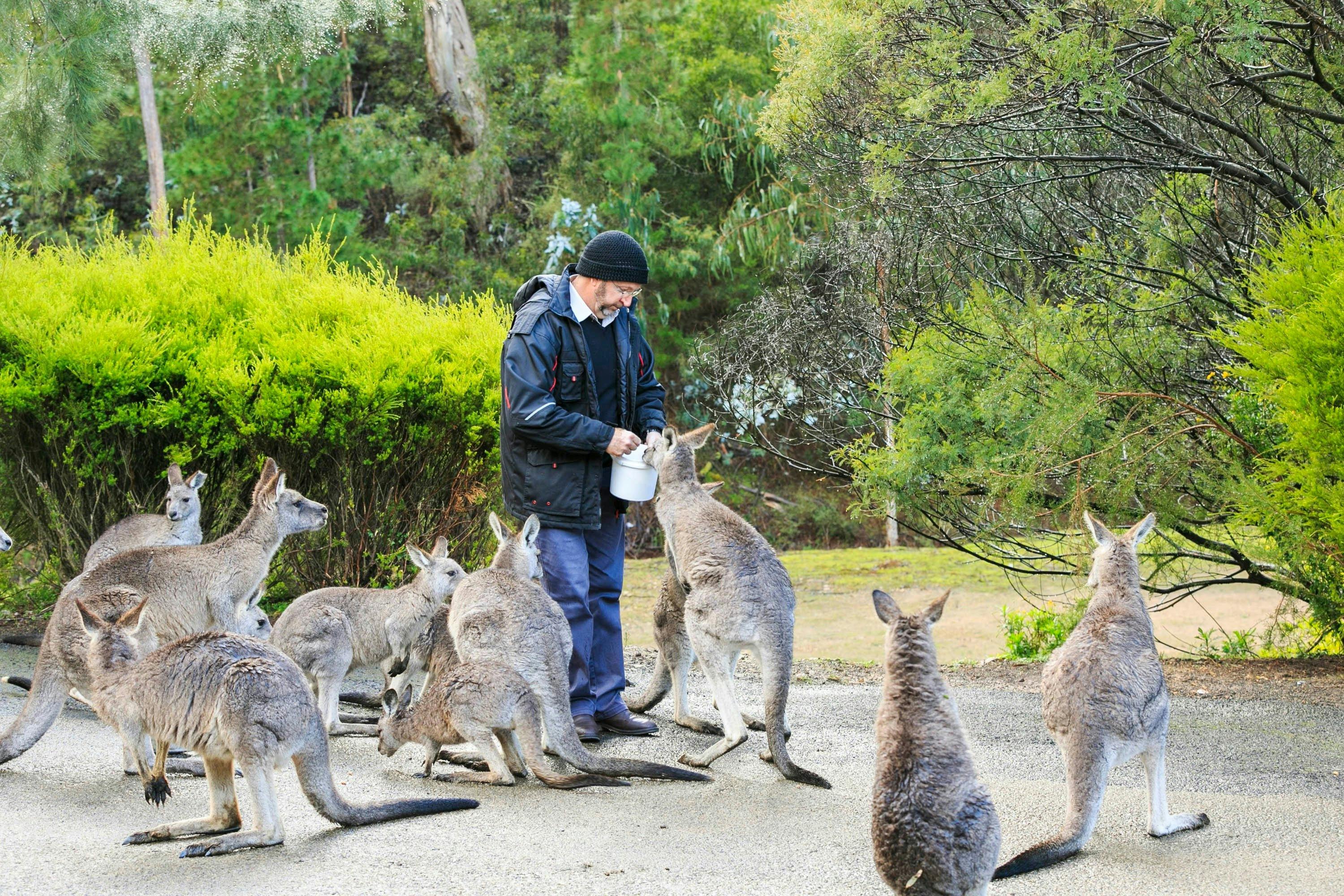 Man feeding a group of friendly kangaroos at Reflections Holiday Parks Burrinjuck Waters