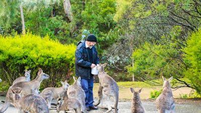 Man feeding a group of friendly kangaroos at Reflections Holiday Parks Burrinjuck Waters