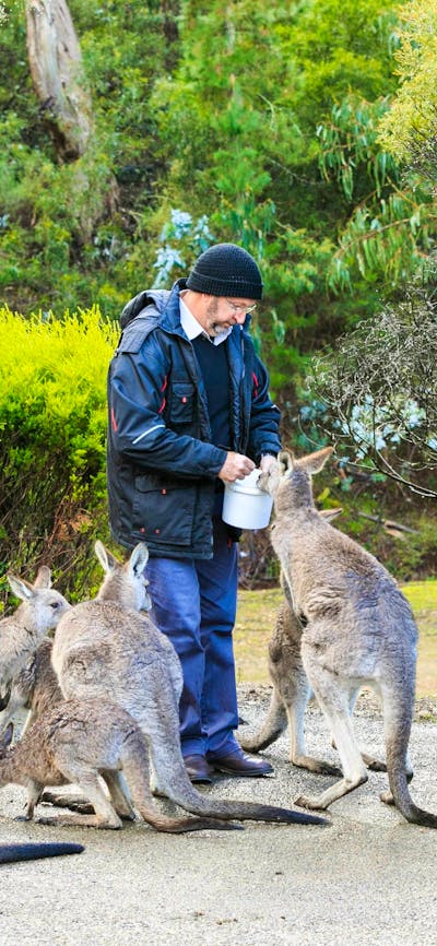 Man feeding a group of friendly kangaroos at Reflections Holiday Parks Burrinjuck Waters