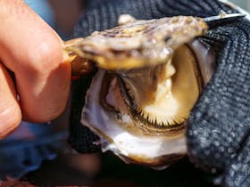Close-up of freshly shucked oyster being opened during a Coffin Bay oyster farm tour