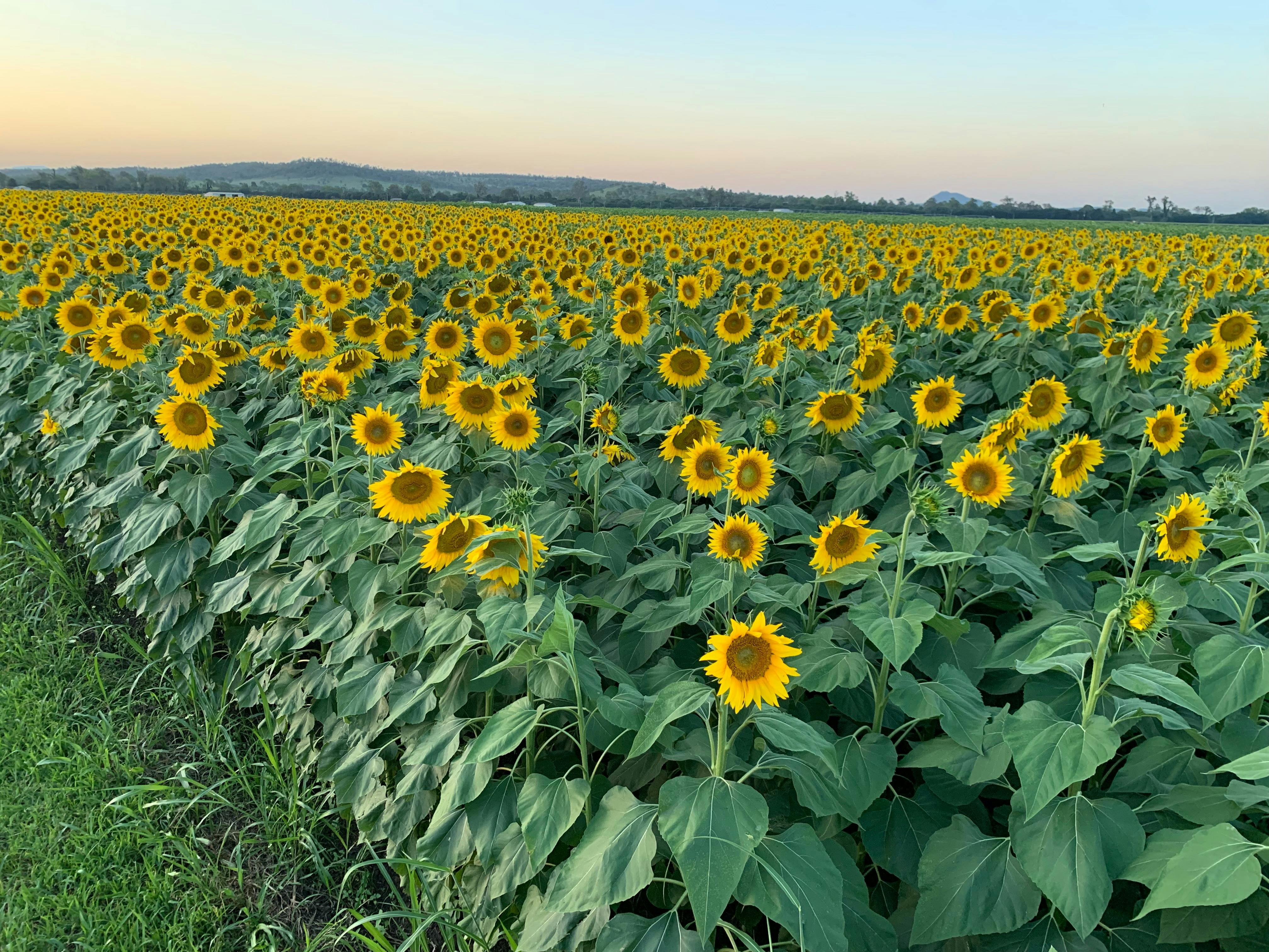 Sunflowers On Kents