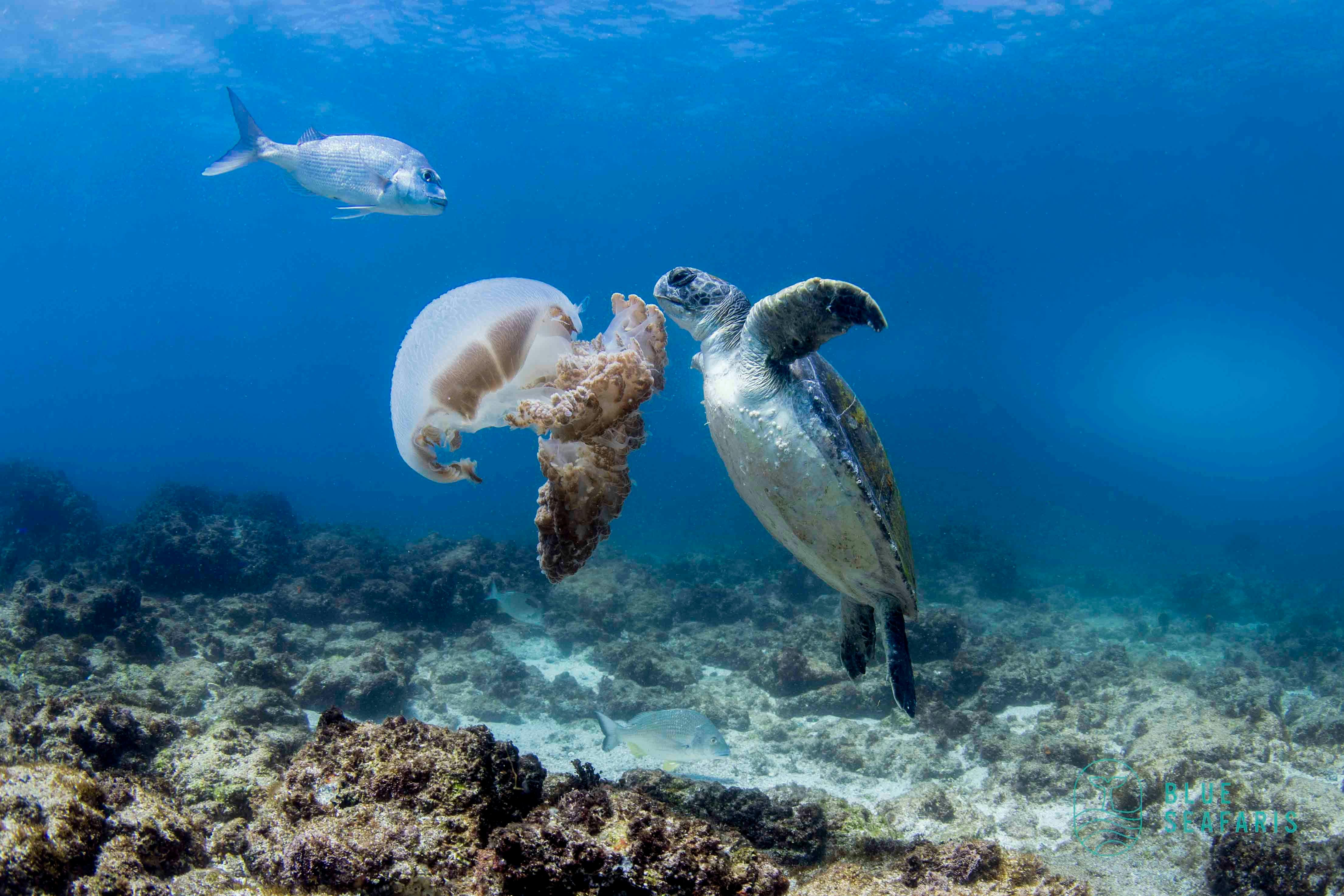 Cook ISland, Snorkelling, Freediving , Julian Rocks, Byron Bay, Free diving
