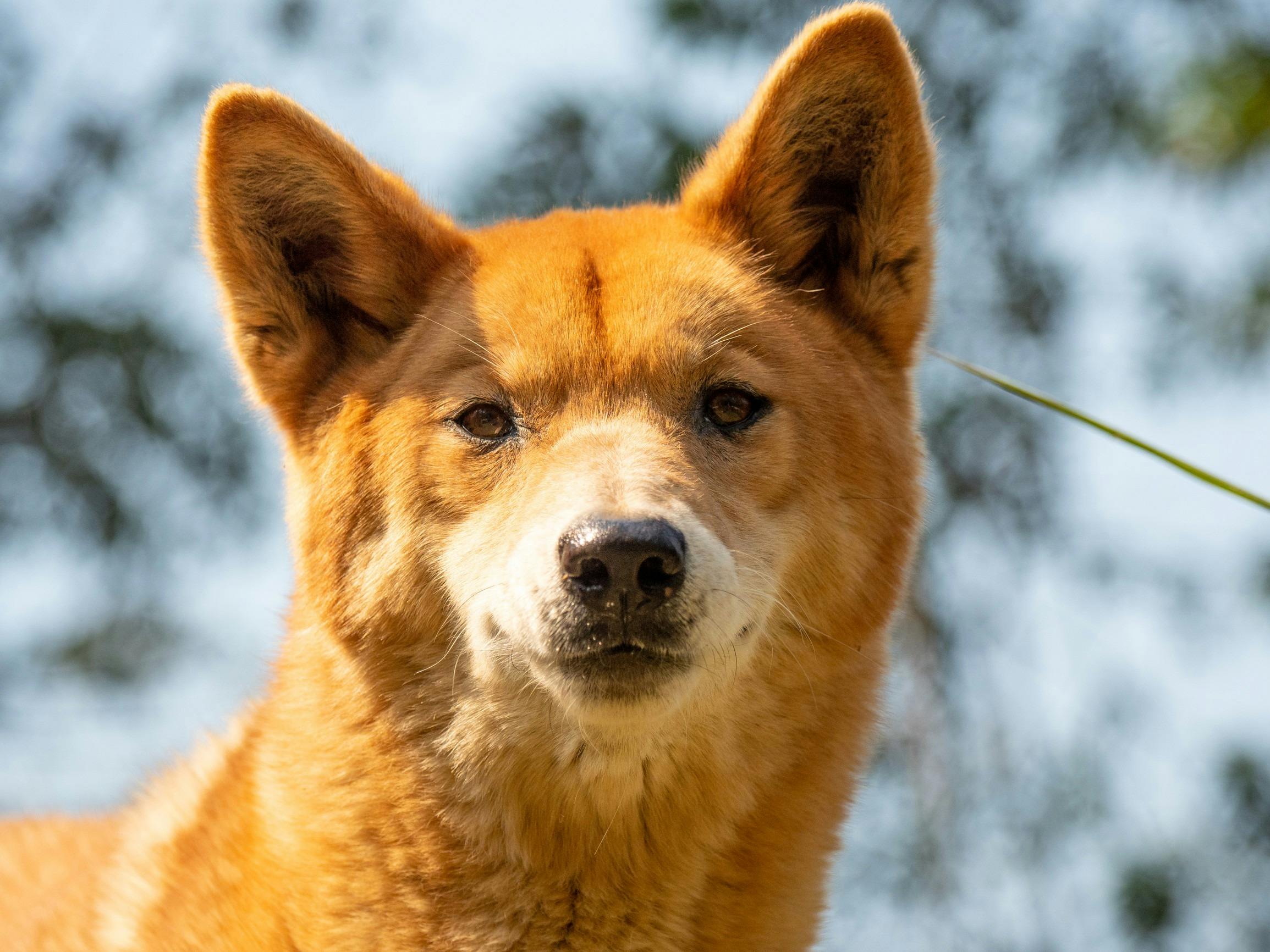 Dingo