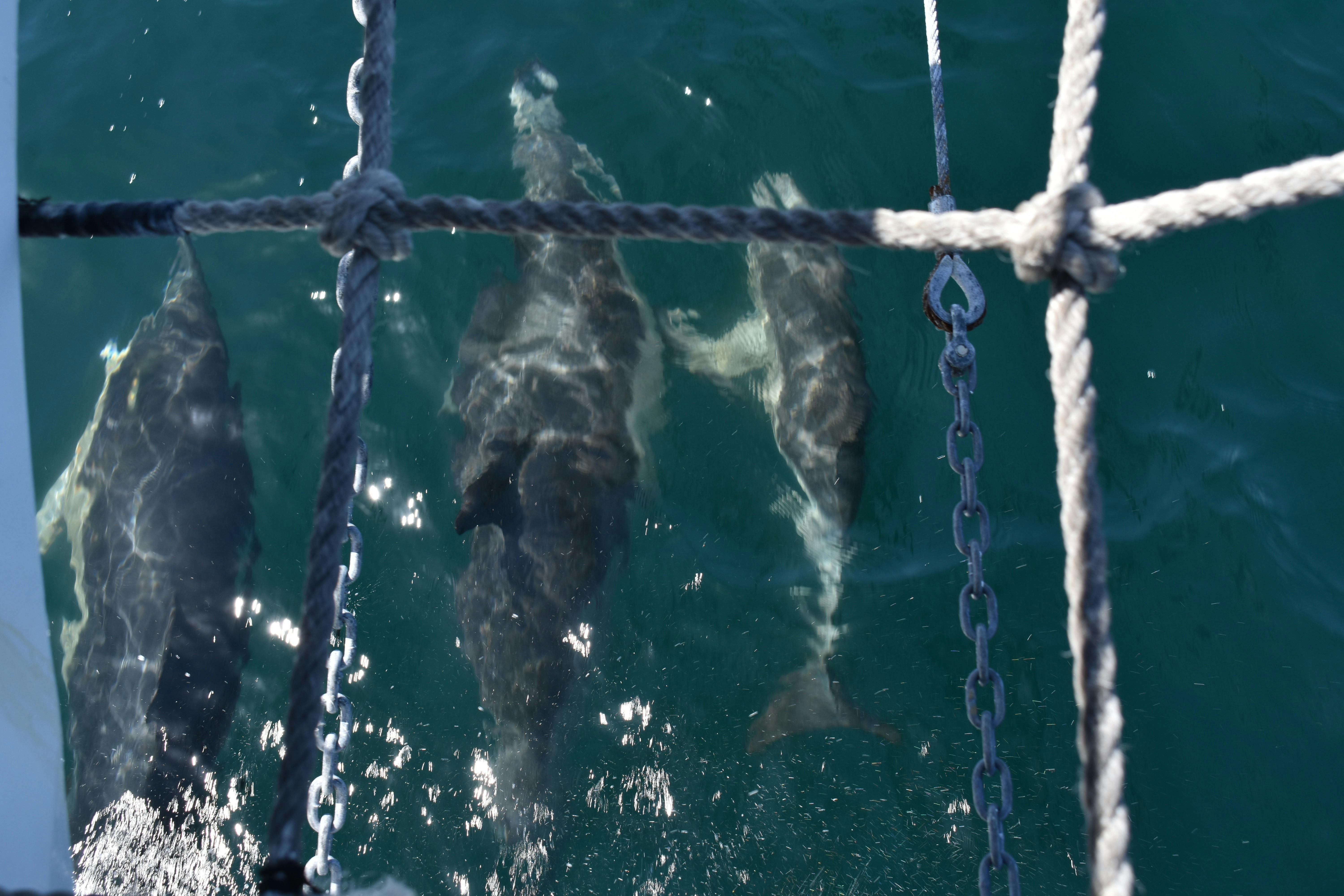 Dolphins