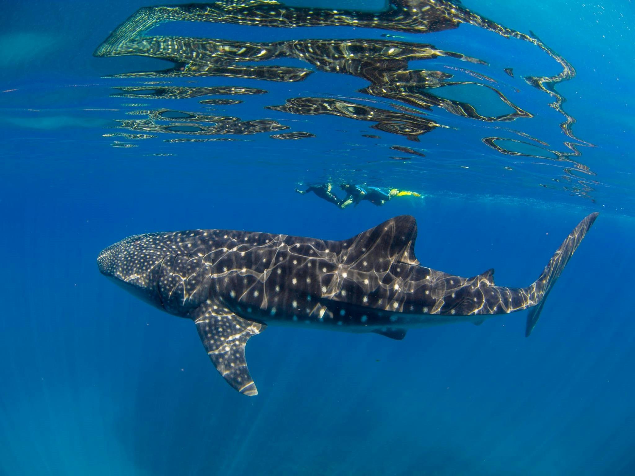 Ningaloo Blue Dive, Exmouth, Western Australia
