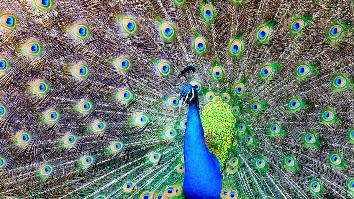 Peacock displaying feathers at Mt Uncle Distillery