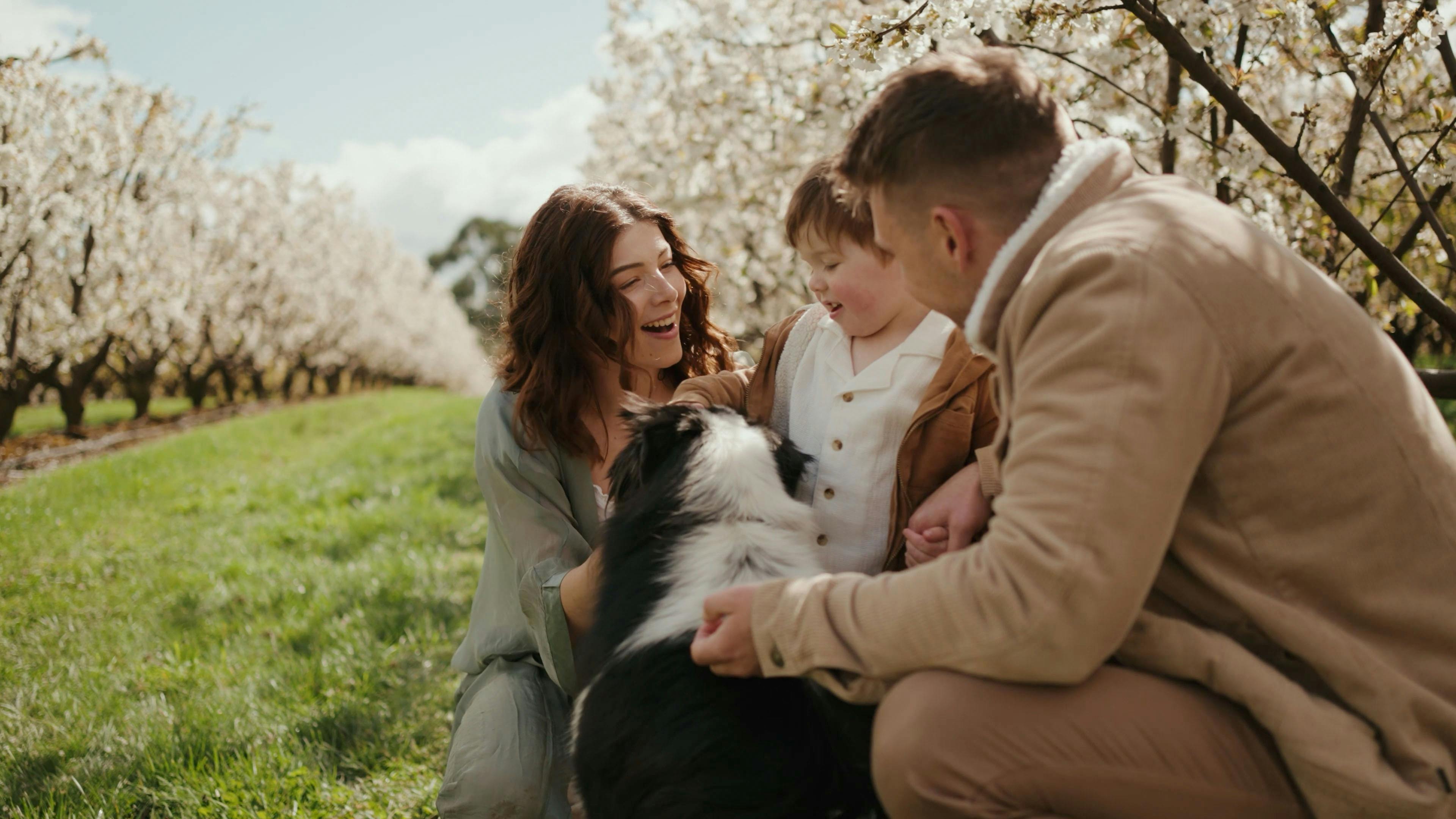 a couple enjoy the cherry blossoms with their dog and small child
