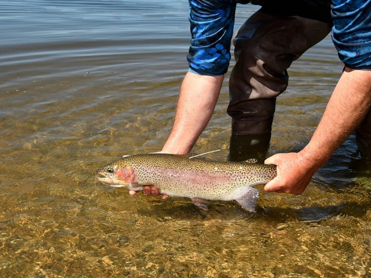 Fish the Snowy Trout Challenge for your chance to win Cash Prizes, Snowy Mountains NSW