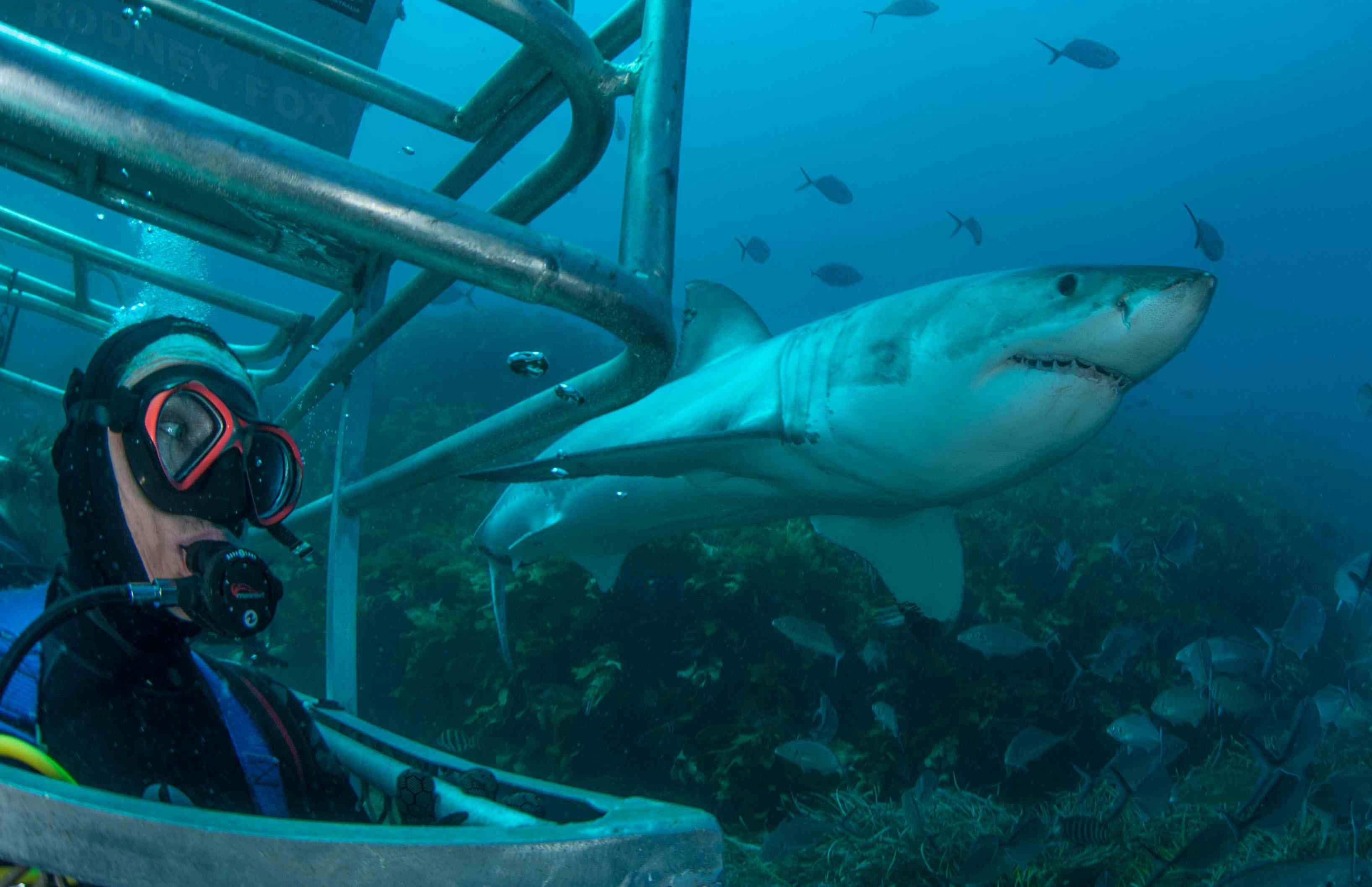Ocean Floor Cage Diving with the Great White Sharks
