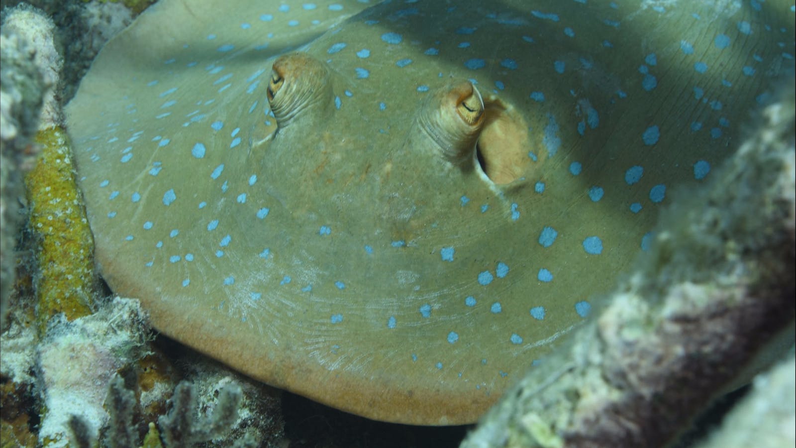 Fitzroy Island Dive Site