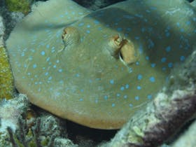 Fitzroy Island Dive Site