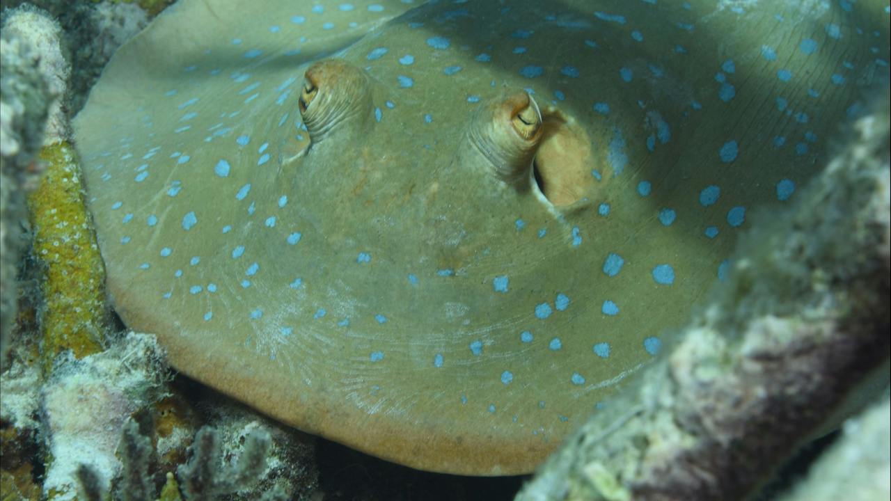 Fitzroy Island Dive Site