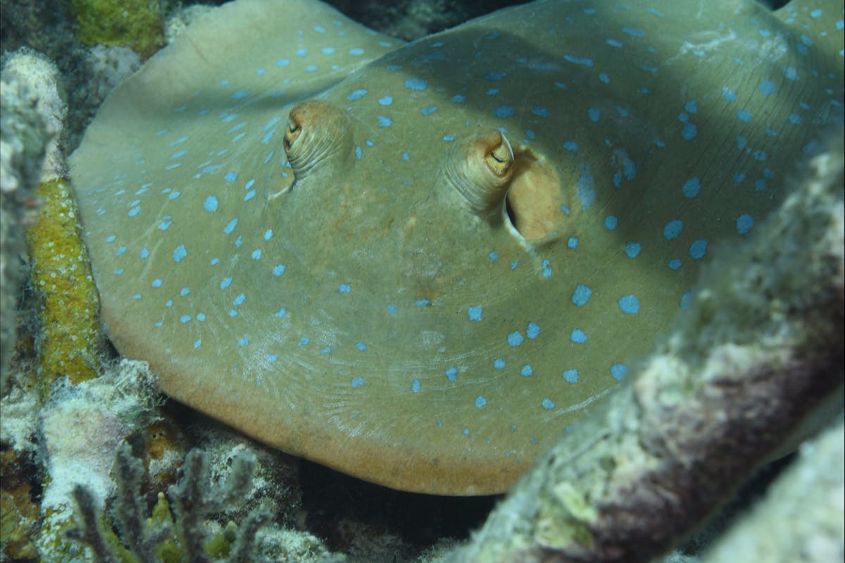 Fitzroy Island Dive Site