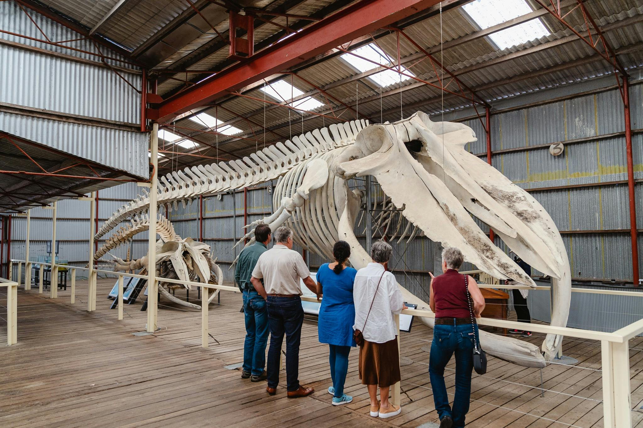 whale skeleton and people  in shed