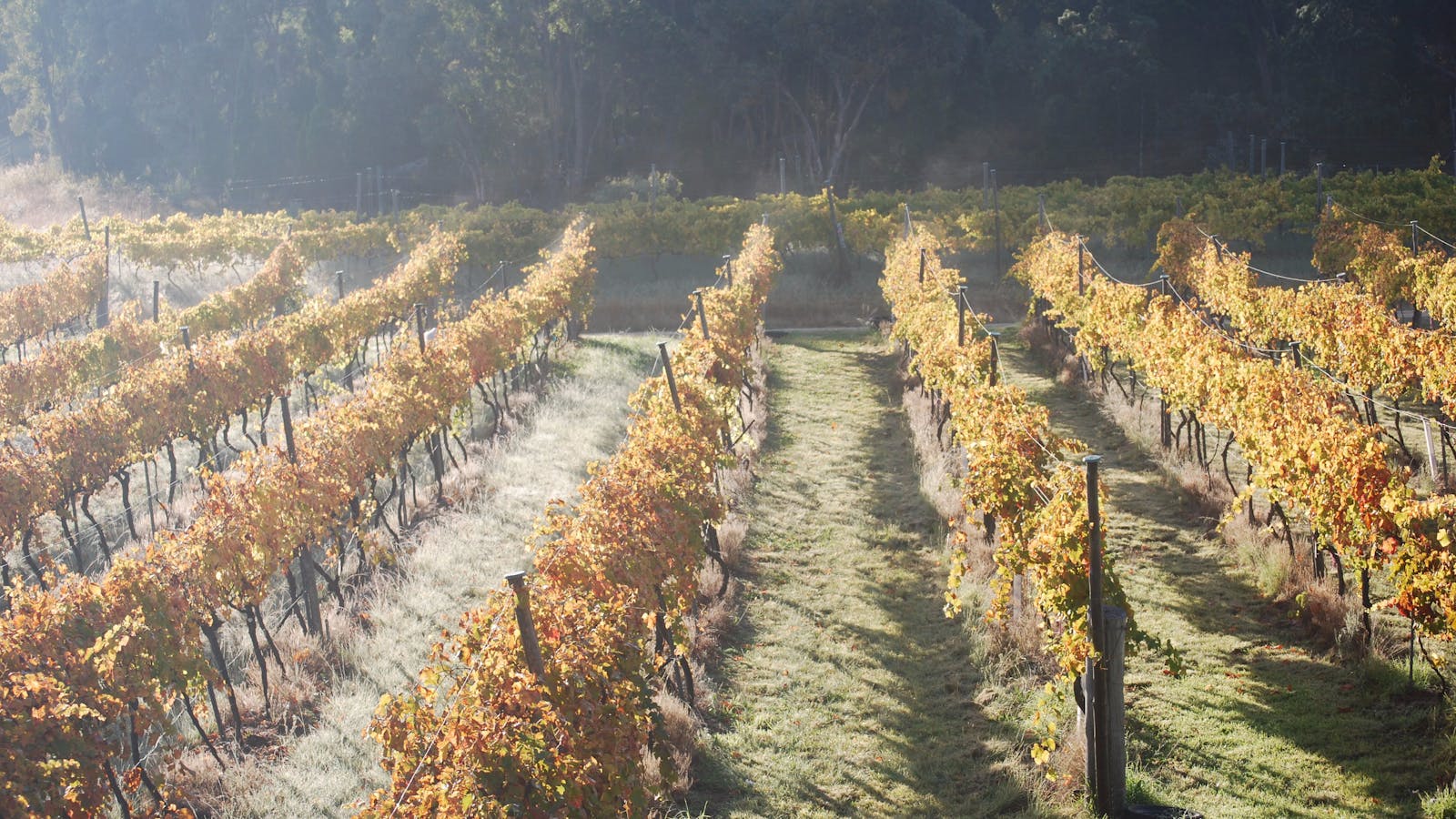 Twisted Gum Wines