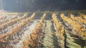 Autumn in the Vineyard