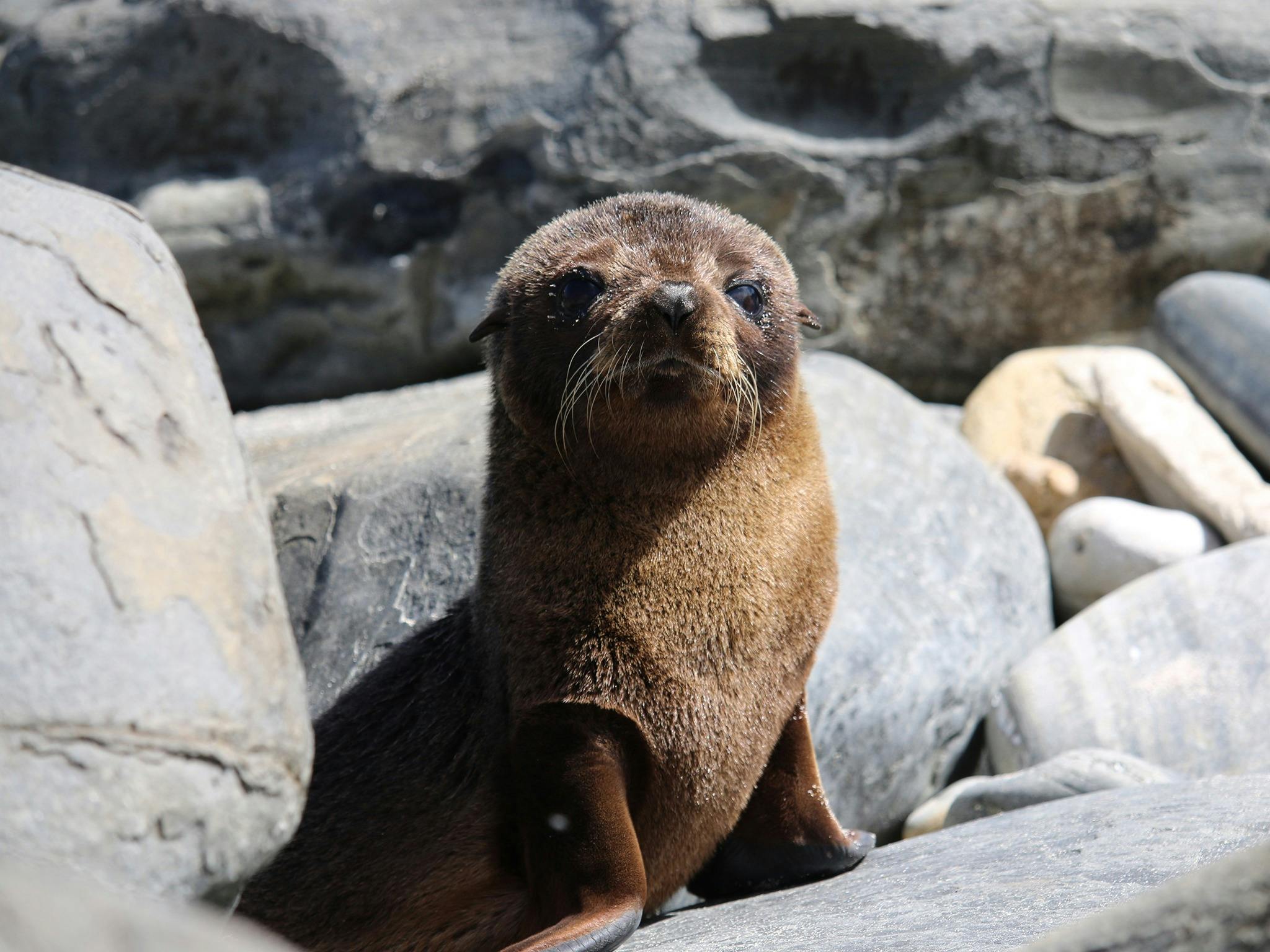See Australian Fur Seals in the wild