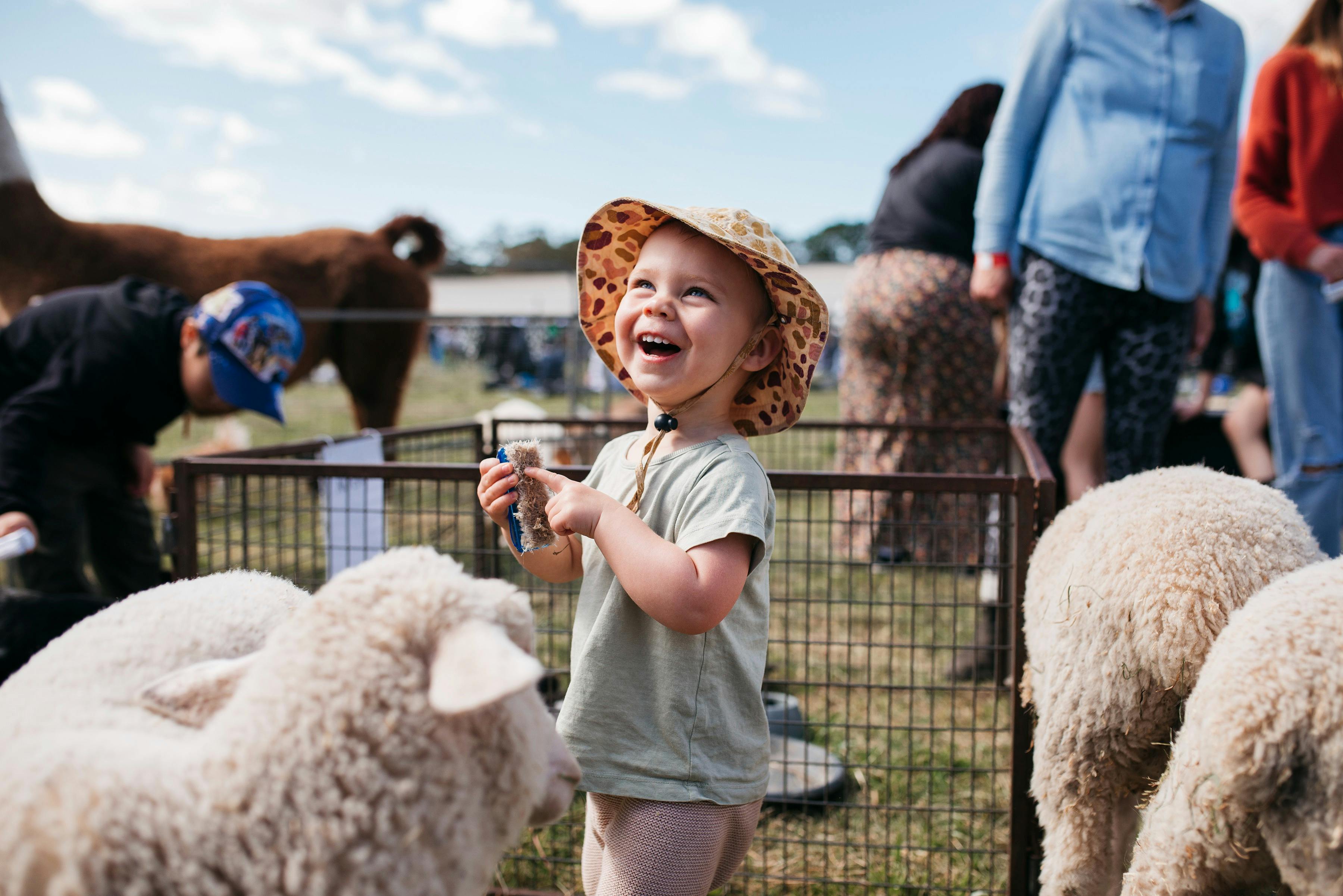 Girl child laughs as she watches a fluffy baby sheep in the petting zoo area at apple pie day