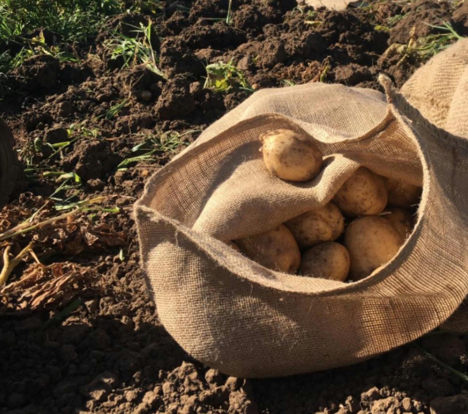 Potato Picking at Phoenix Park Farm