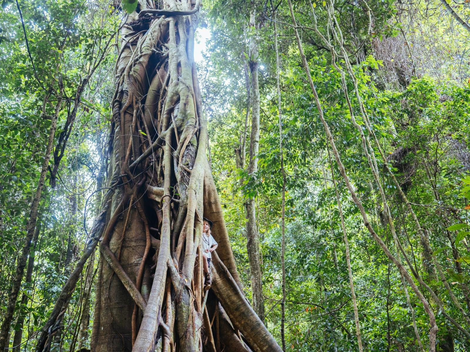 Child climbing large fig tree surrounded by rainforest at Wangat Lodge near Barrington National Park