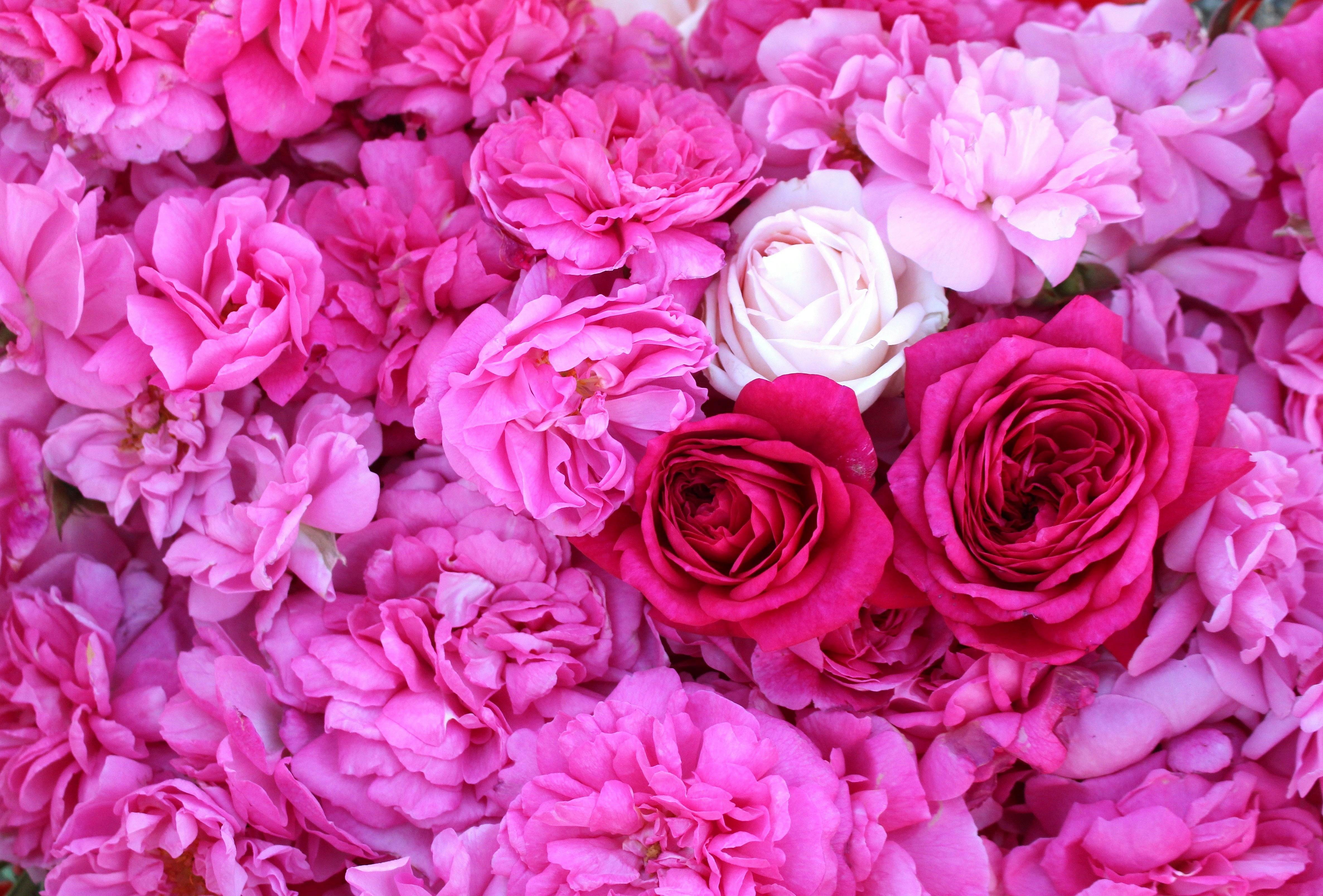 Turkish and French Heirloom Roses