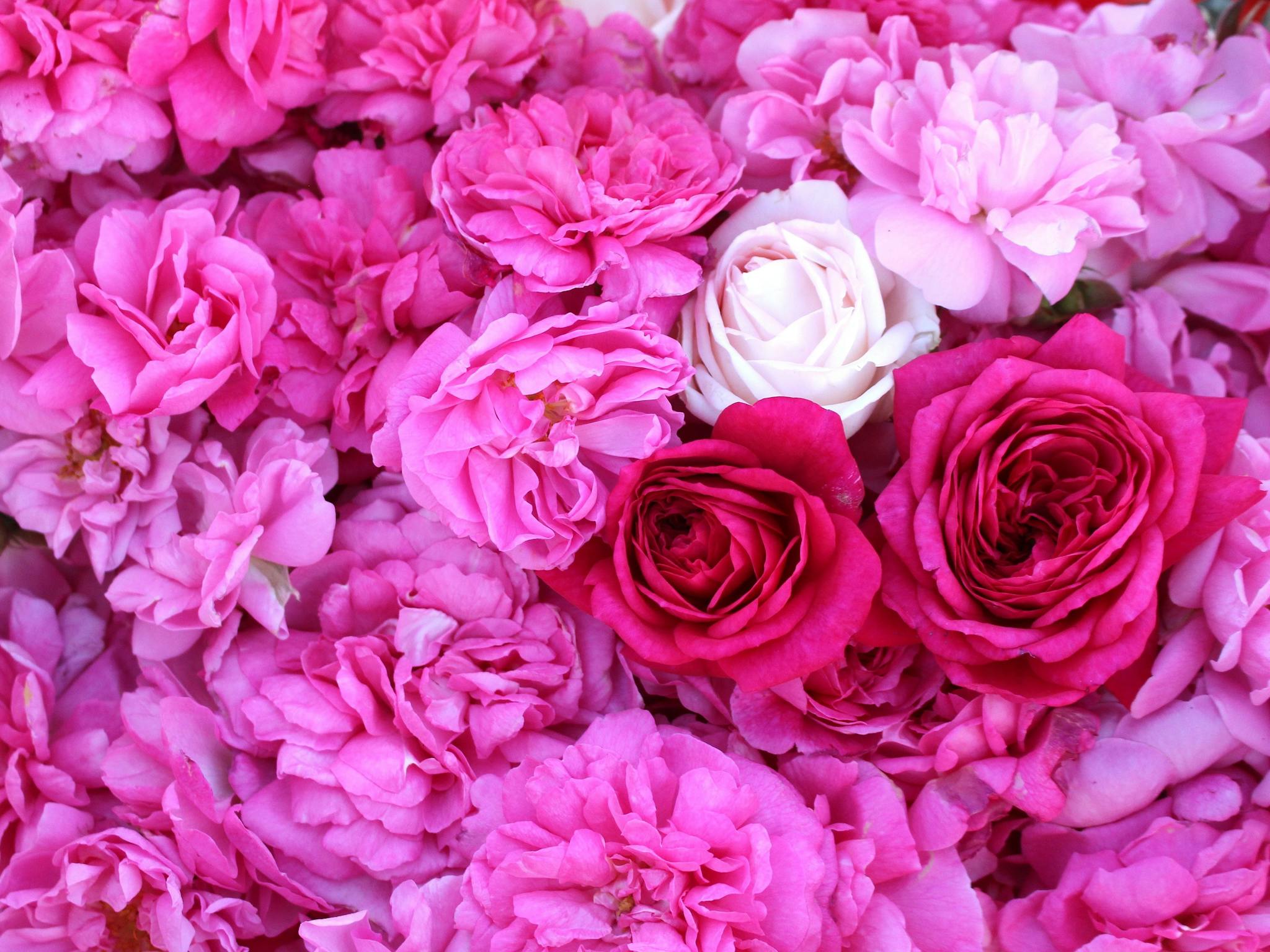 Turkish and French Heirloom Roses